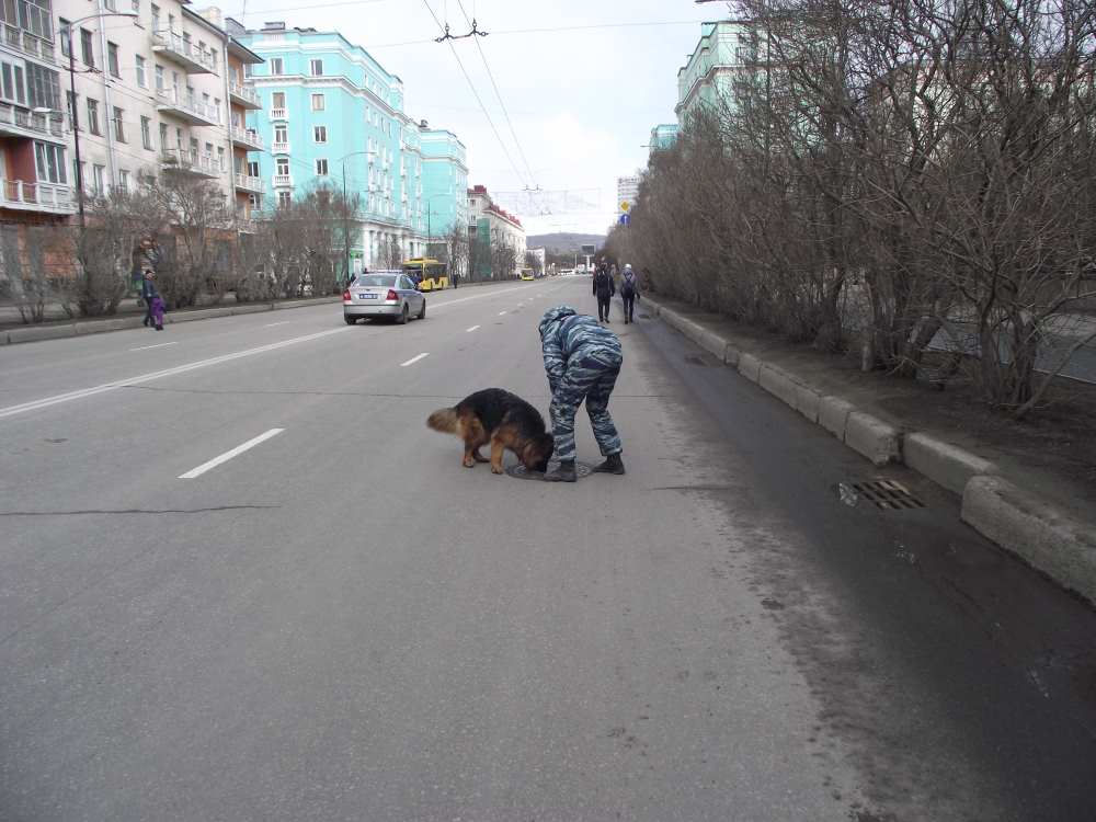 Найденные щенки г Мурманск Первомай районе.