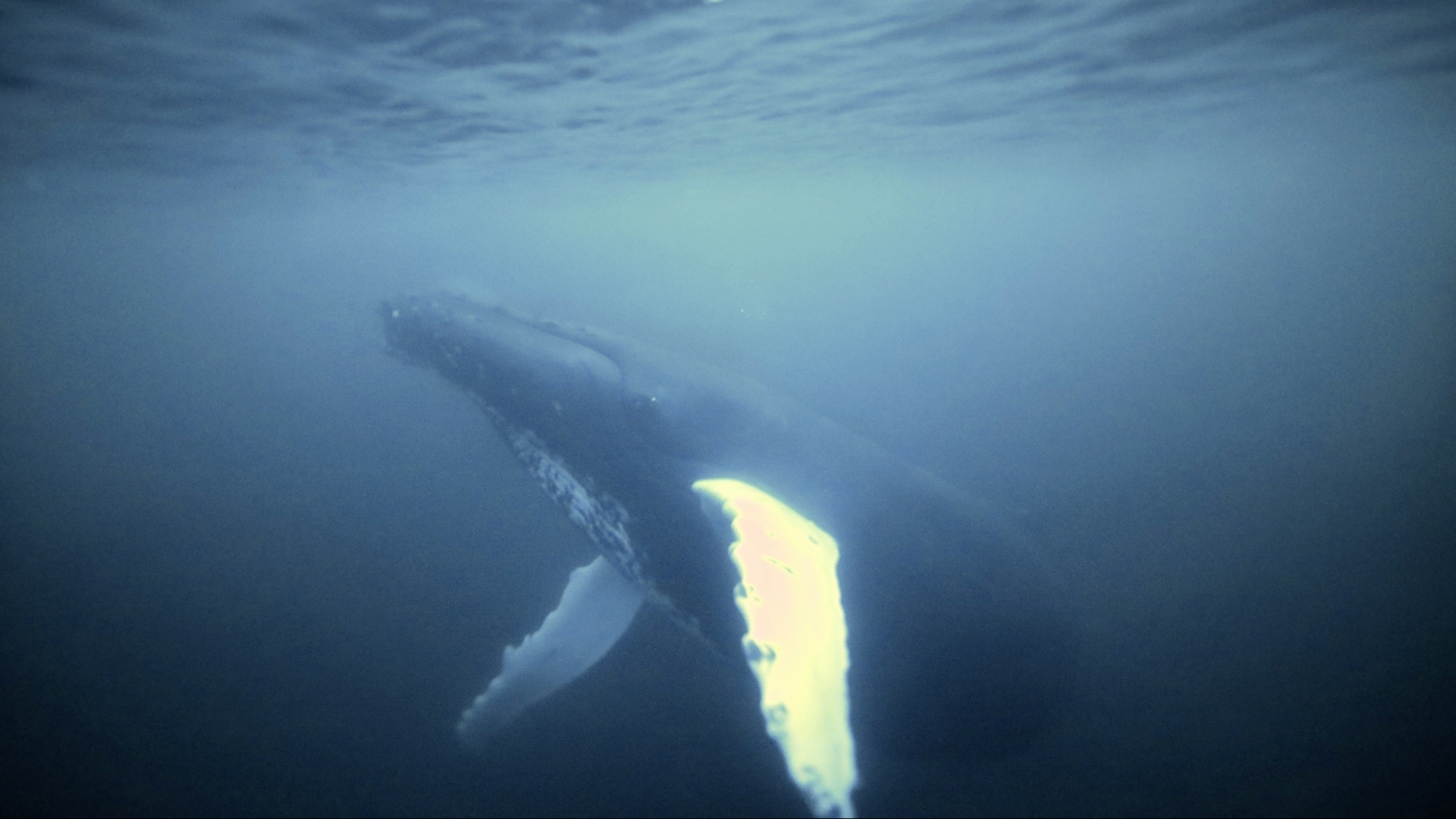 Фотограф поплавал с китами в Териберке