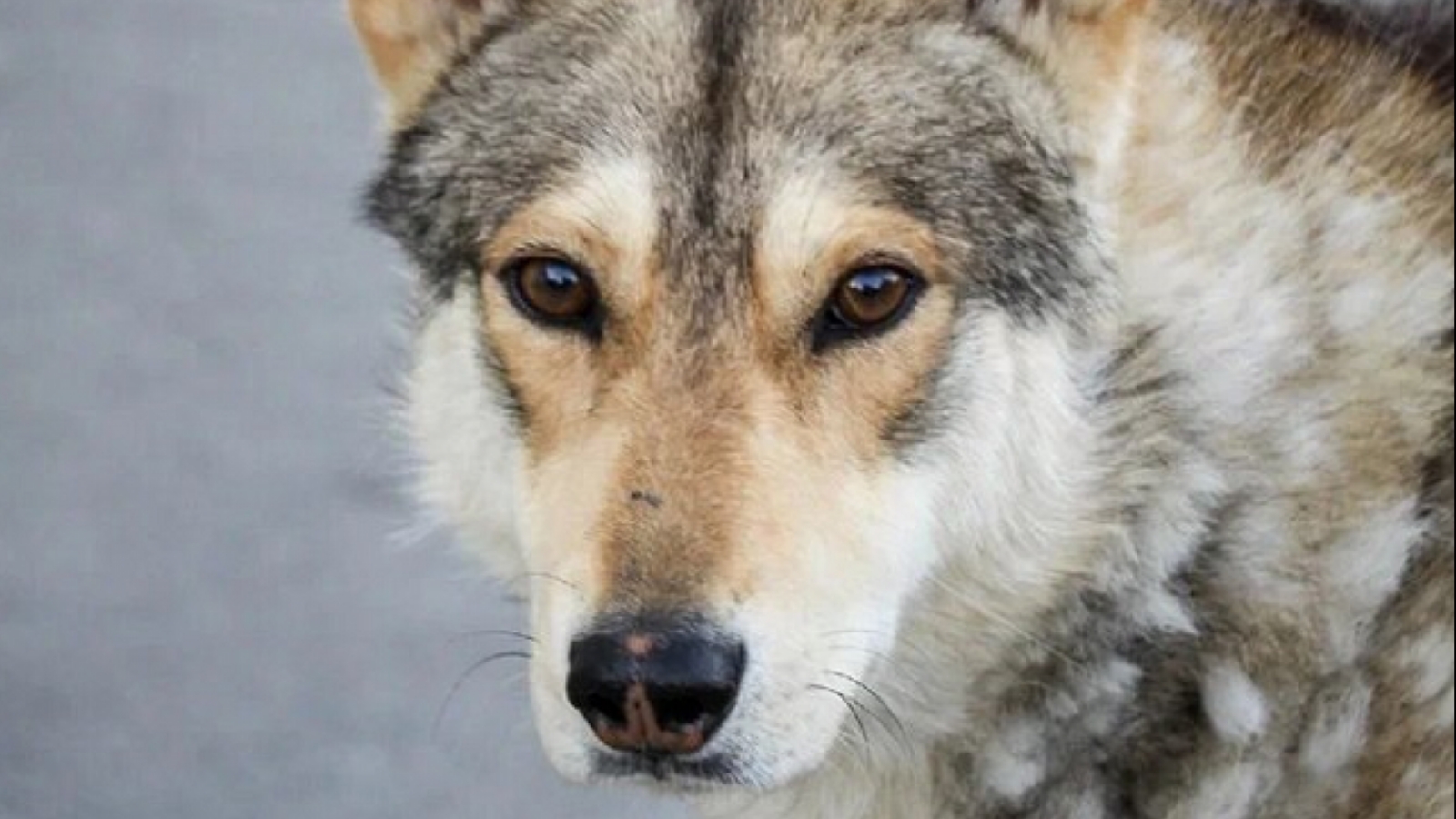 Минприроды: Собак в Мончегорске могли загрызть сородичи, а не волки