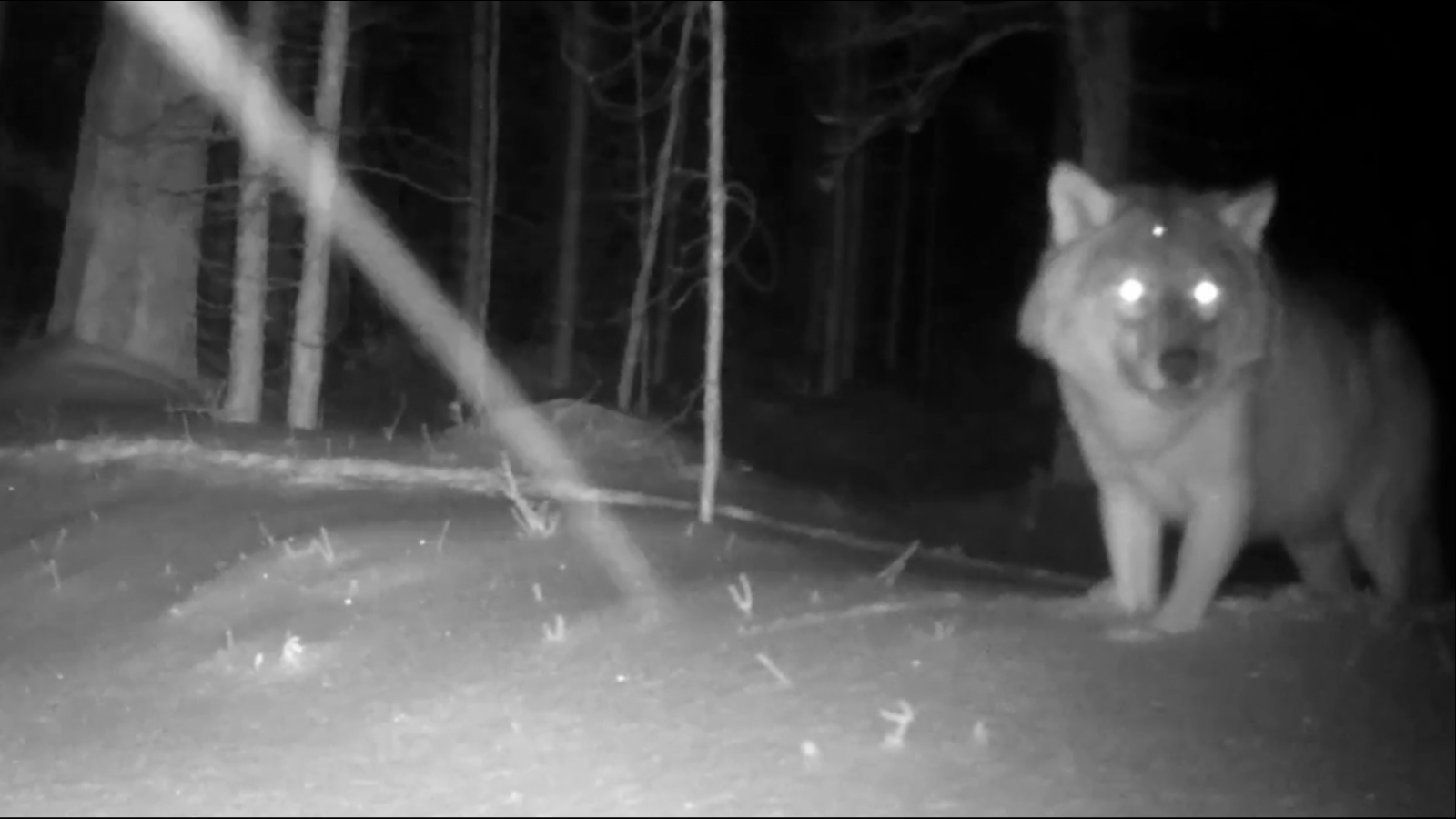 Волк попал в фотоловушку Кандалакшского заповедника [видео]