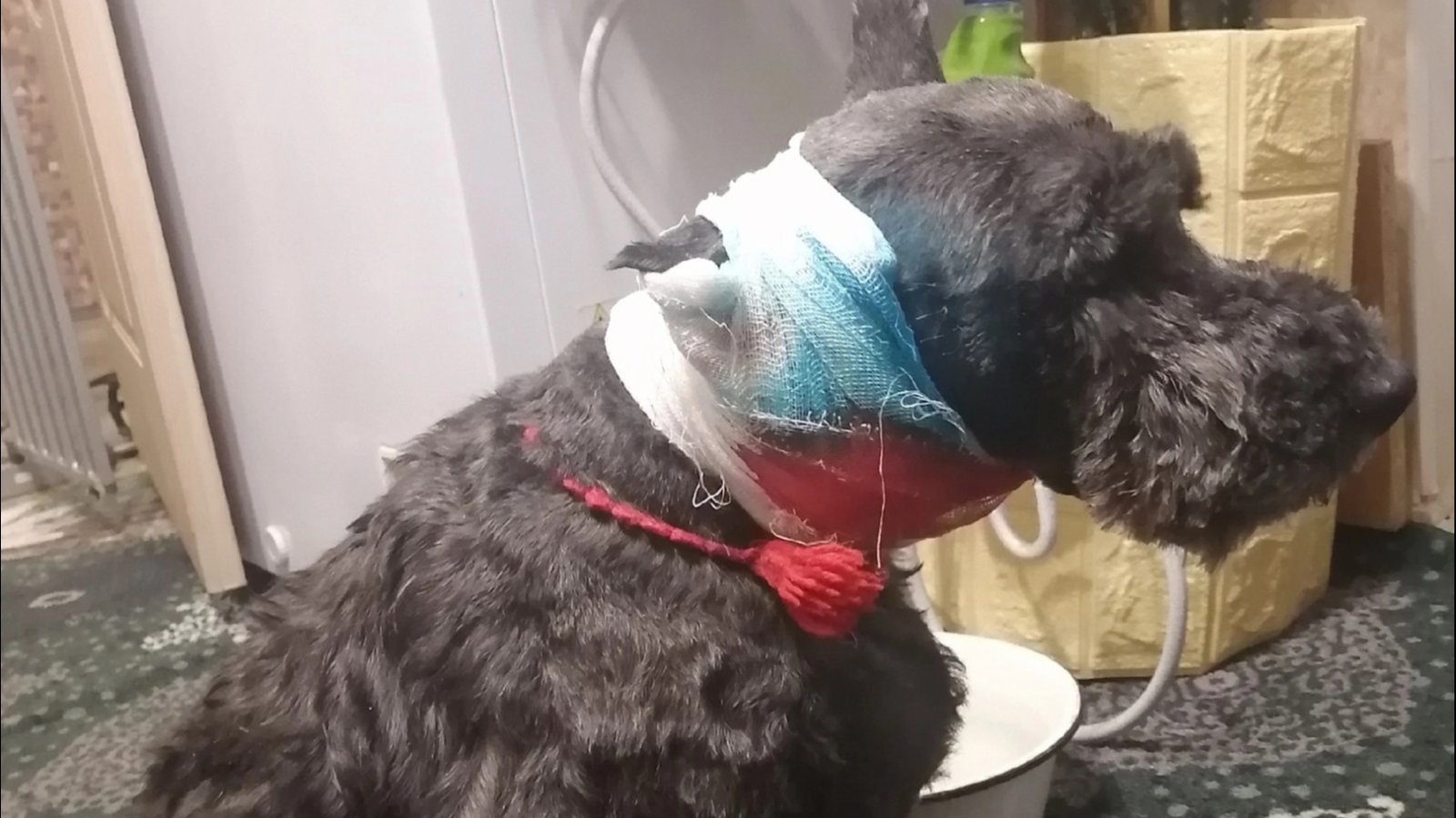 В Оленегорске бойцовая собака напала на слепого цвергшнауцера