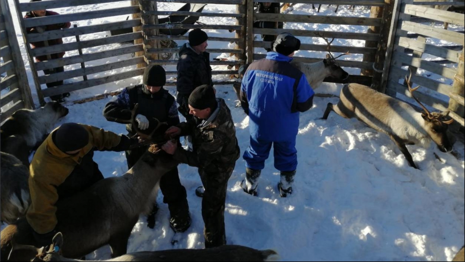 Оленей Мурманской области вакцинируют против сибирской язвы
