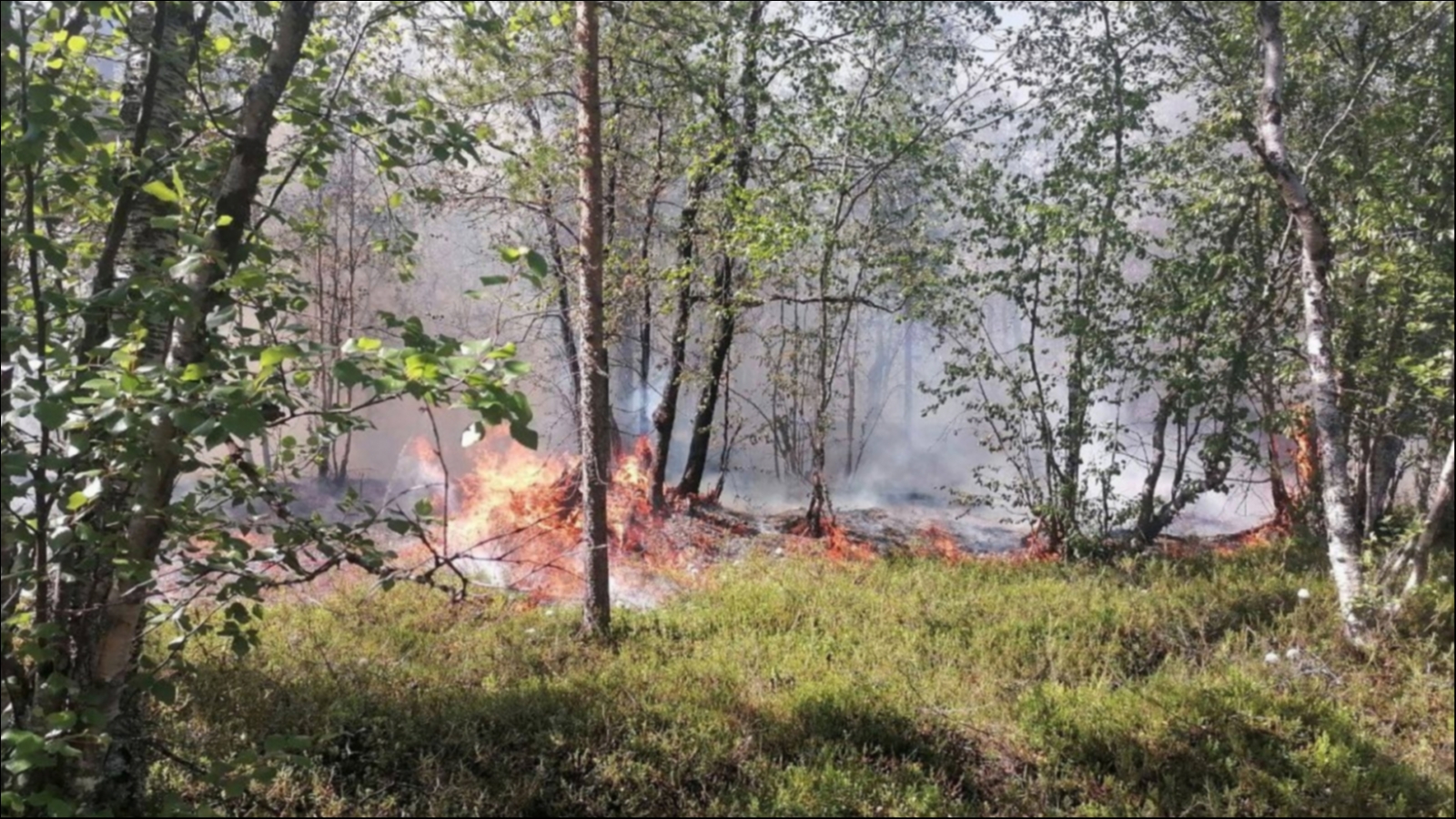 Каким посёлкам в Заполярье угрожают лесные пожары в 2023