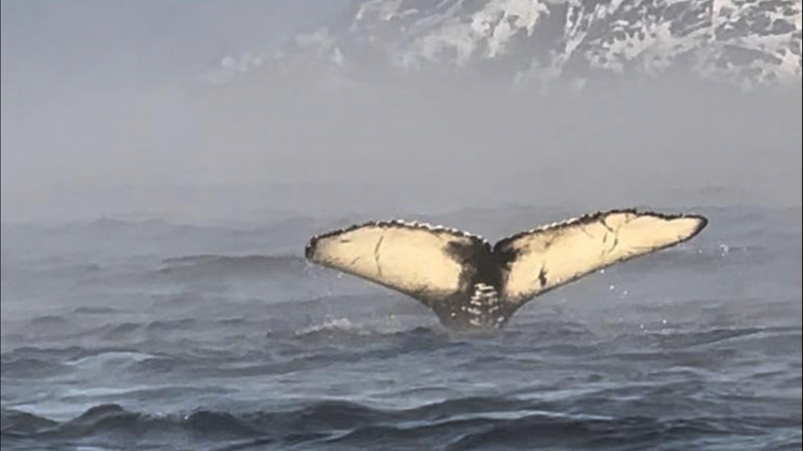 Туры на китов в Териберке не прекращаются [видео]