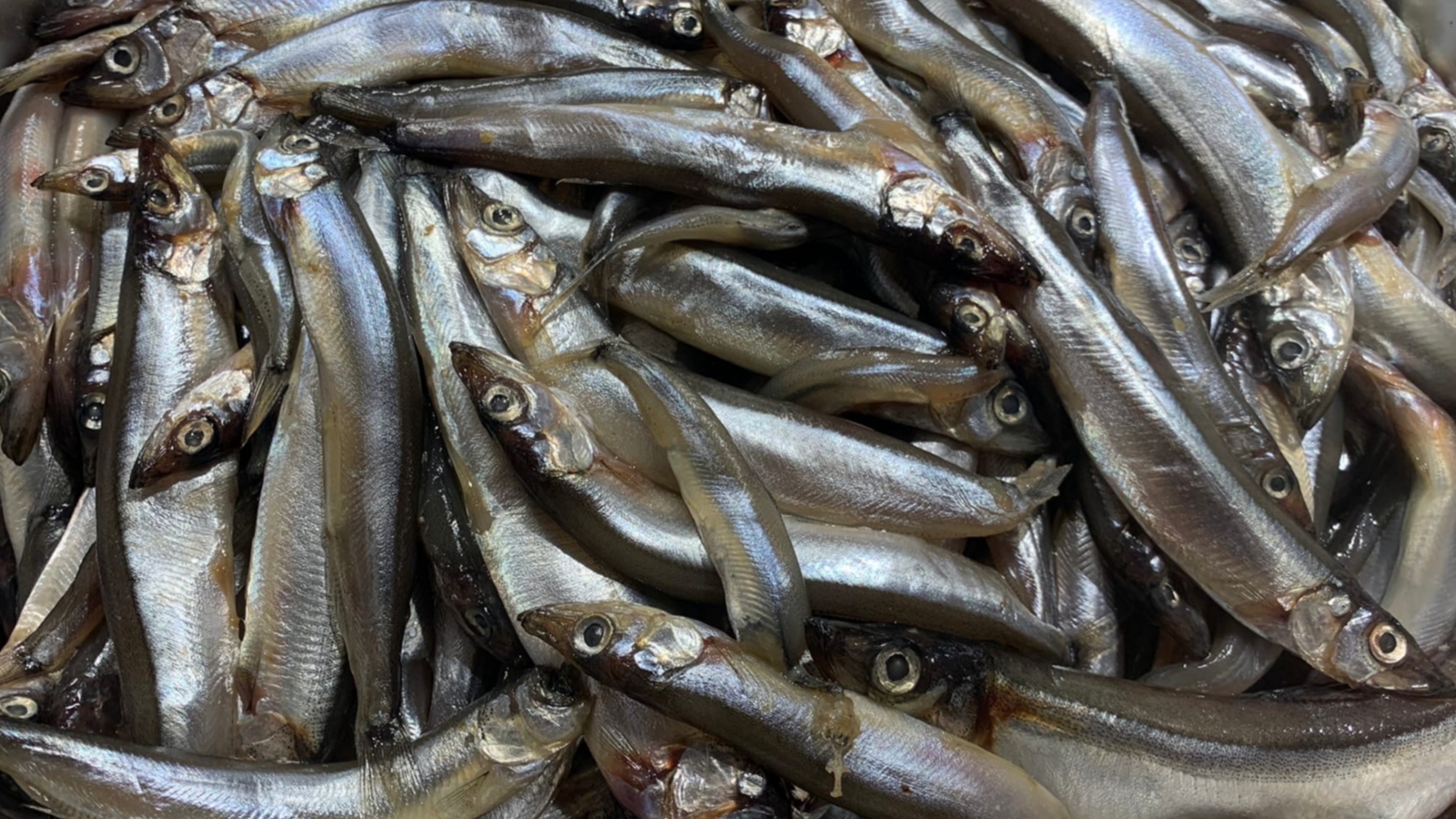 Рыбаки выловили почти половину национальной квоты мойвы к 28 февраля