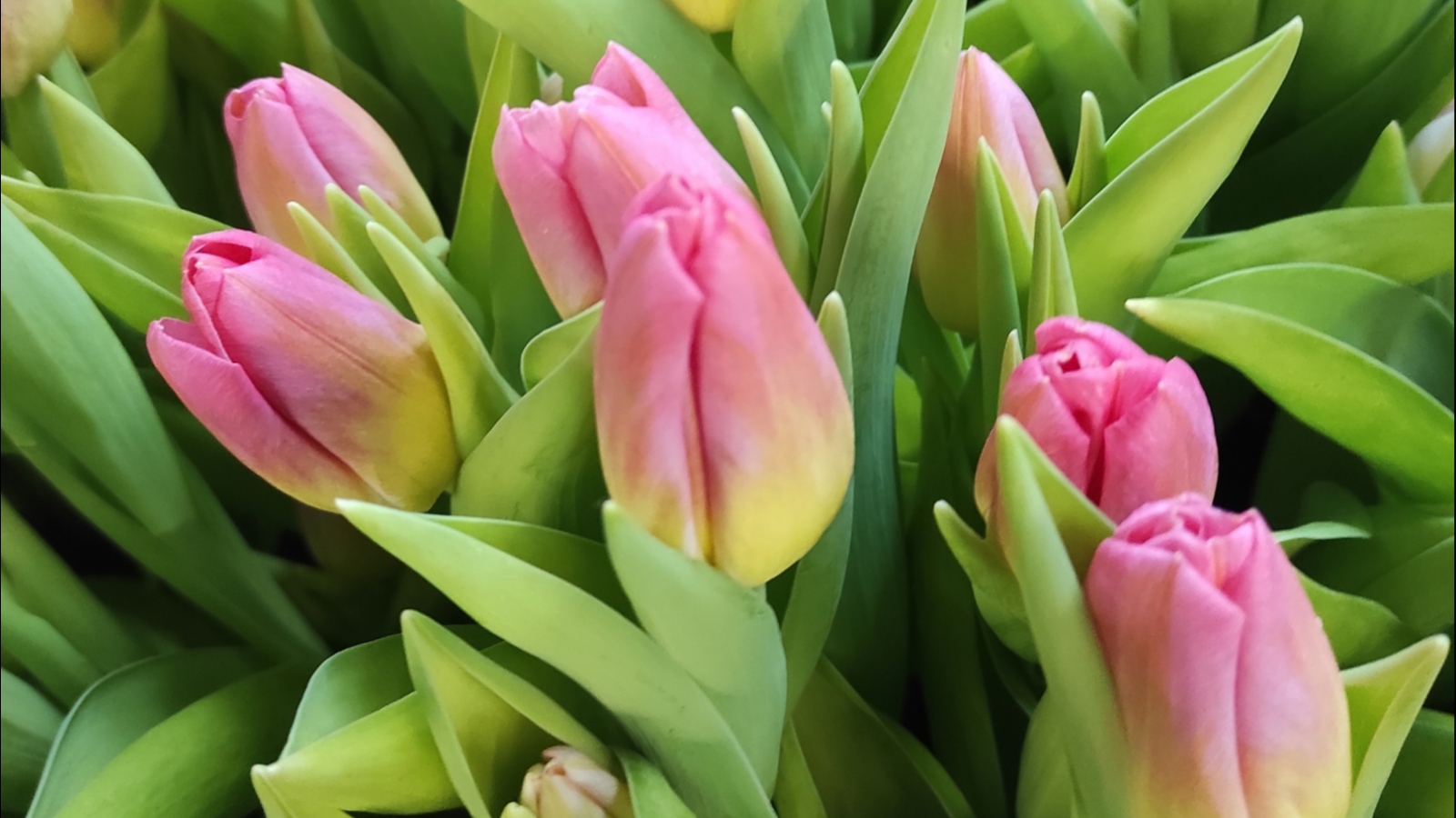 В апатитских теплицах цветут тюльпаны