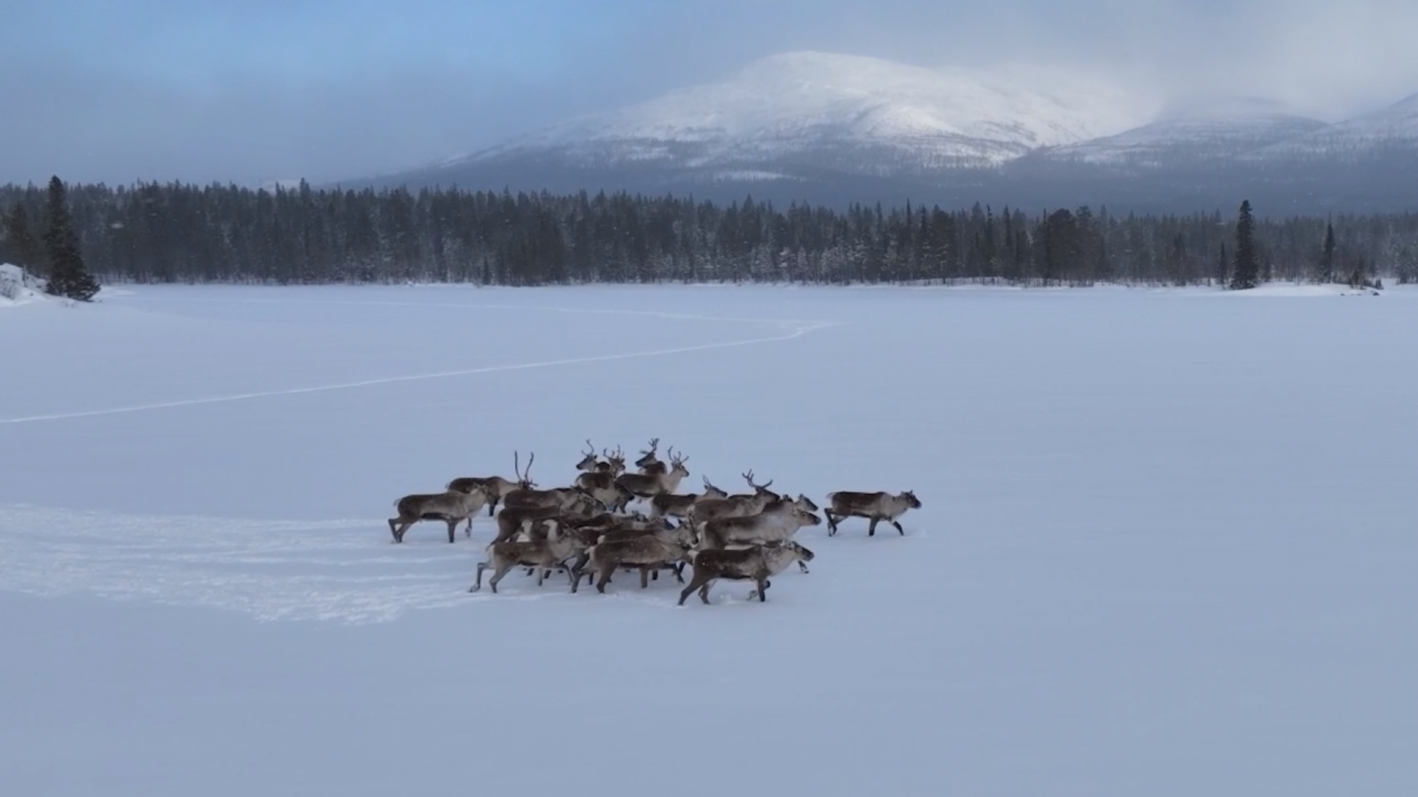 Стадо оленей сняли на видео в Лапландском заповеднике