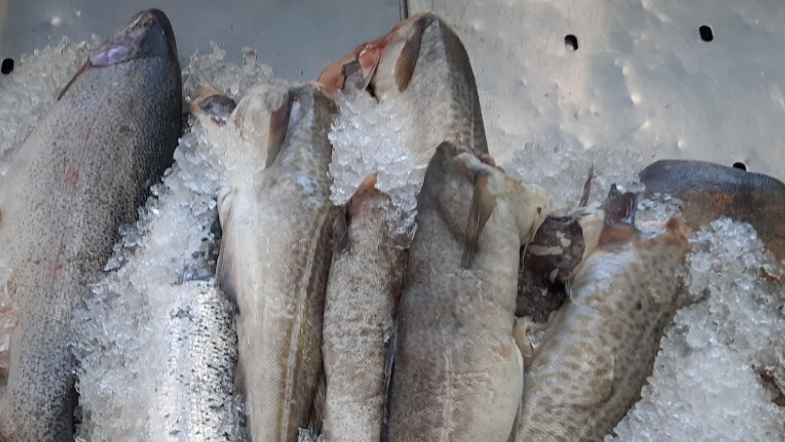 Из-за рыбной отрасли Заполярье попало на 4-ое место рейтинга по высоким зарплатам