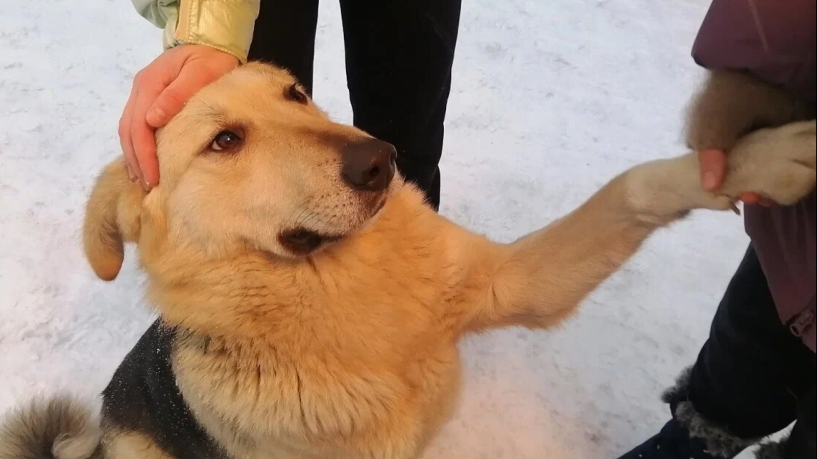 Жители Мончегорска пытаются спасти раненого пса