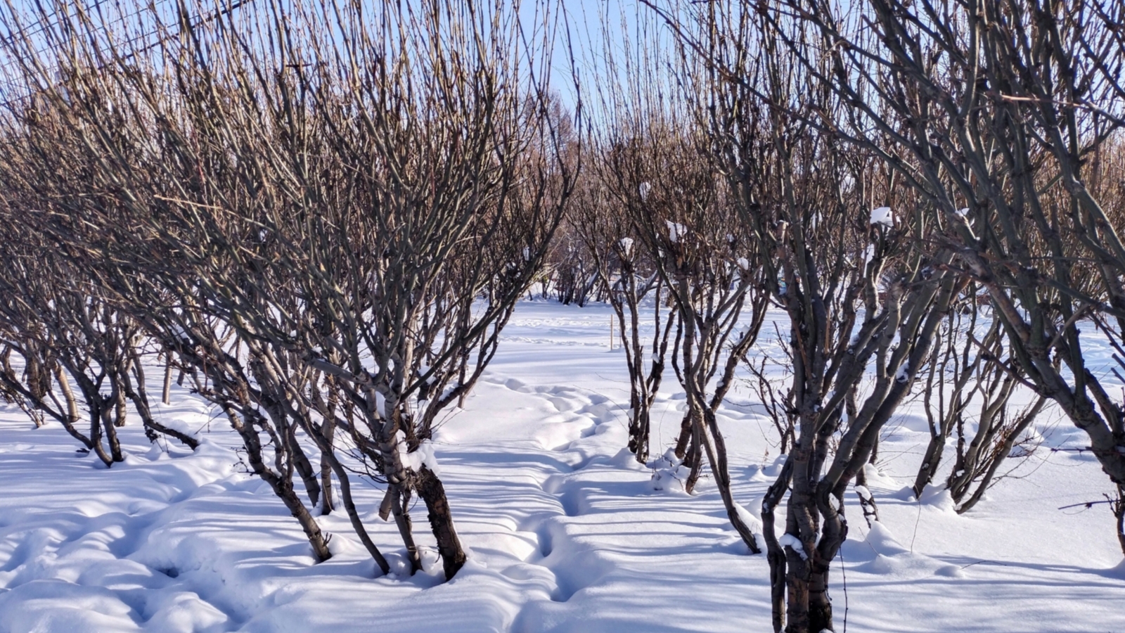 В Мурманской области продолжаются мартовские снегопады