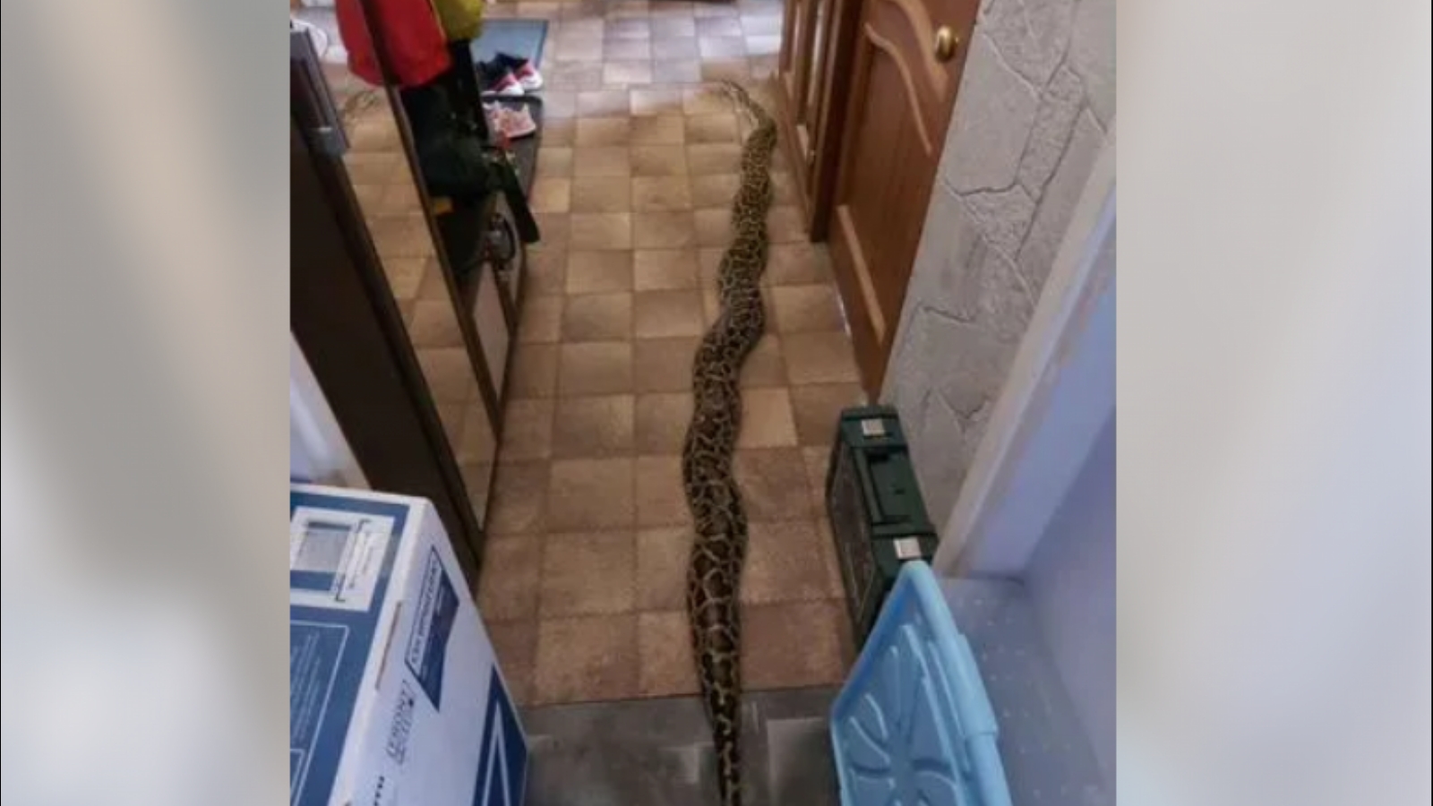В Мурманске выставили на продажу четырёхметровую змею