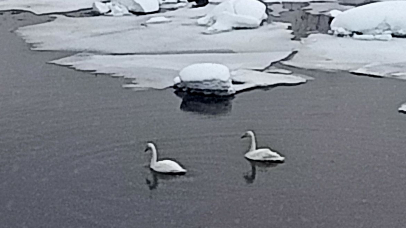 Лебеди зимуют в Полярных Зорях [видео]