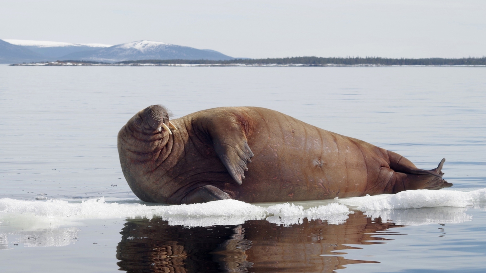 Атлантический морж пожаловал в акваторию Кандалакшского заповедника