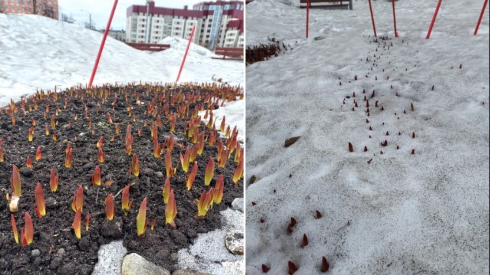 В Кировске из-под снега пробиваются тюльпаны