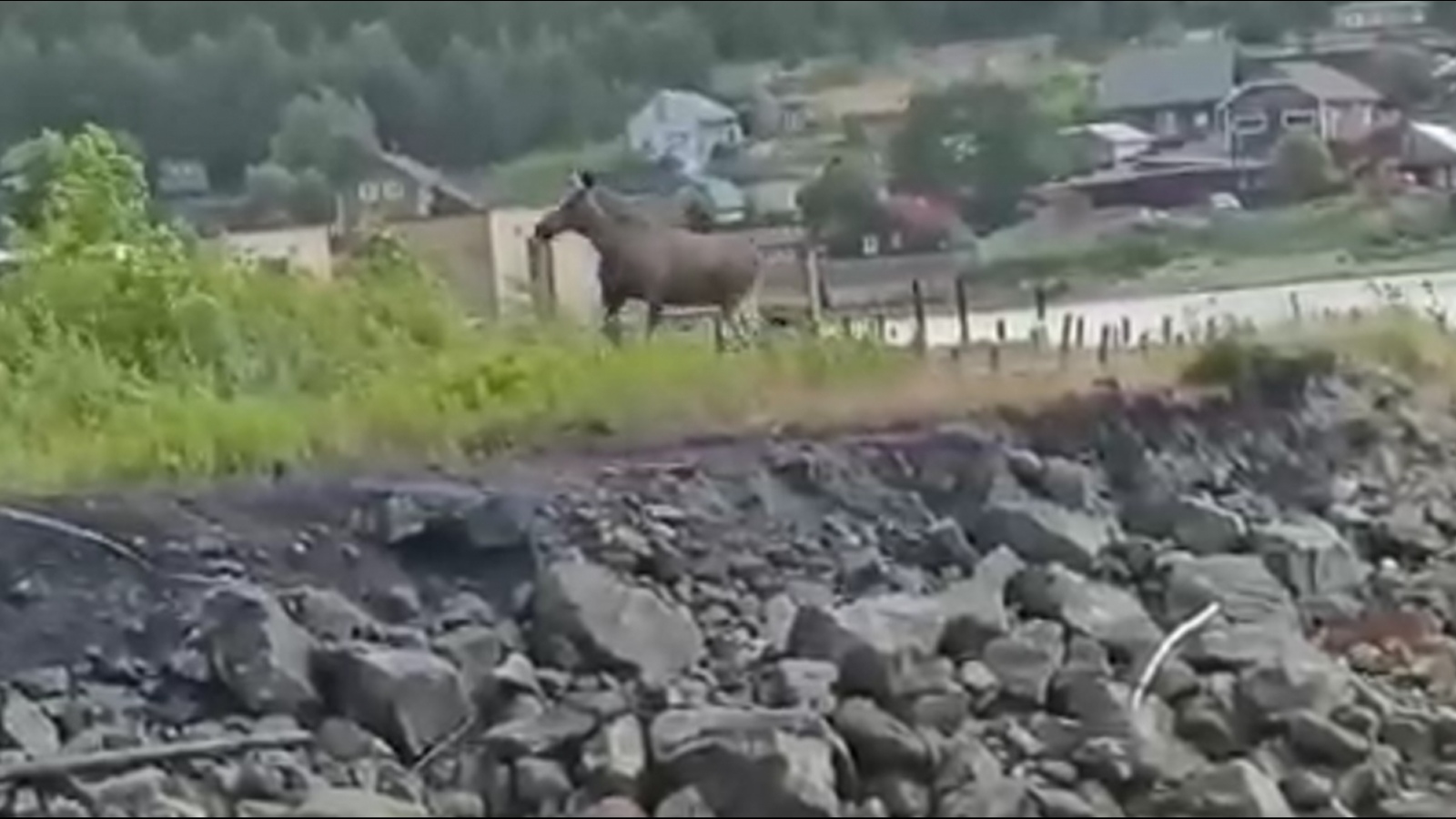 В Кандалакше на берег высадился лось [видео]