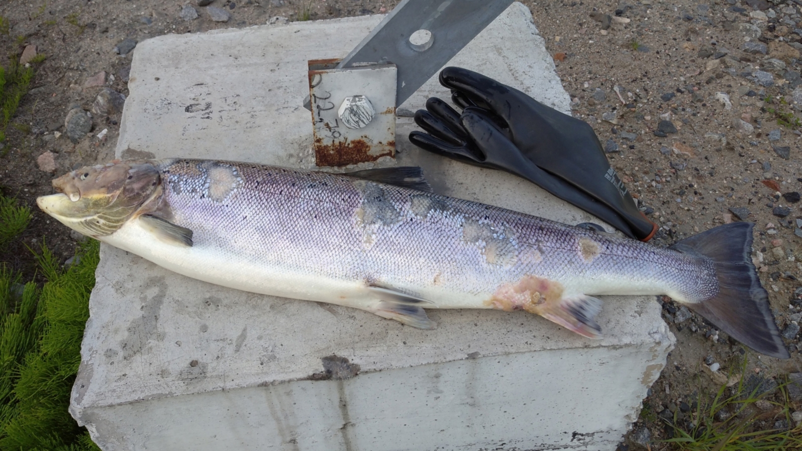 Северяне обнаружили больную рыбу в реке Кола