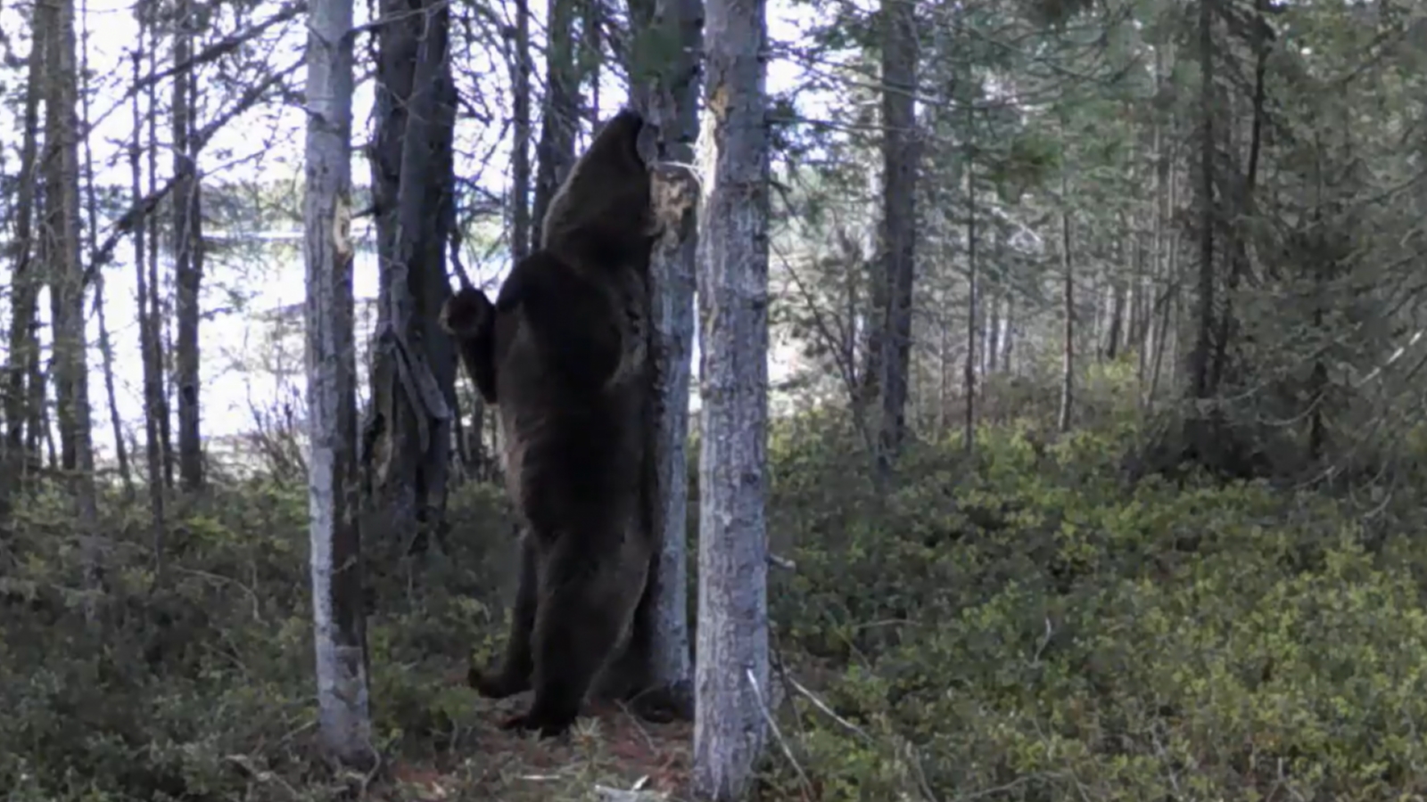 Танец медведя в Заполярье показали на [видео]