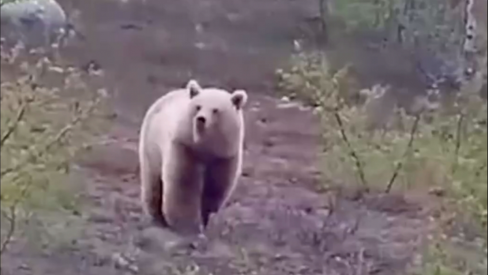 На «Серебрянке» гуляет медведь [видео]