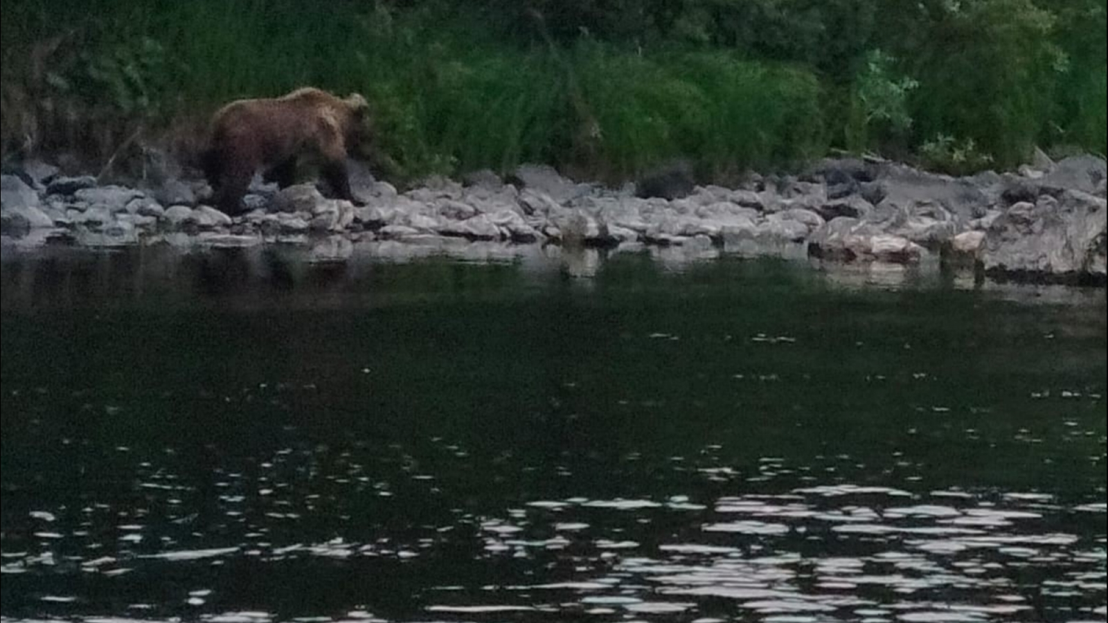 Последнее фото медведь