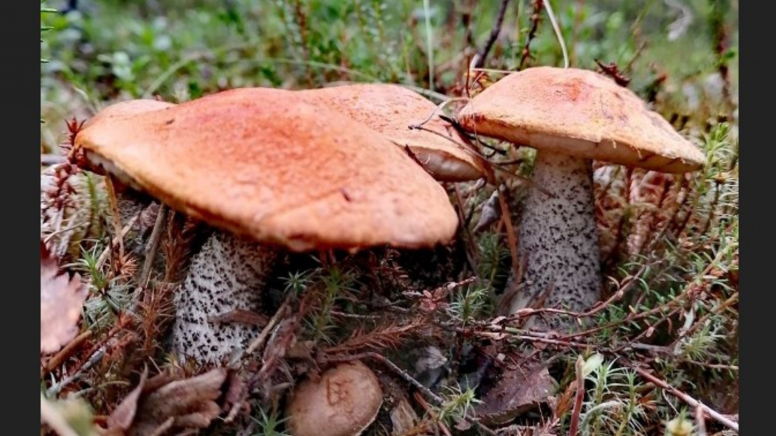 «Пасвик» хвастается первыми грибами