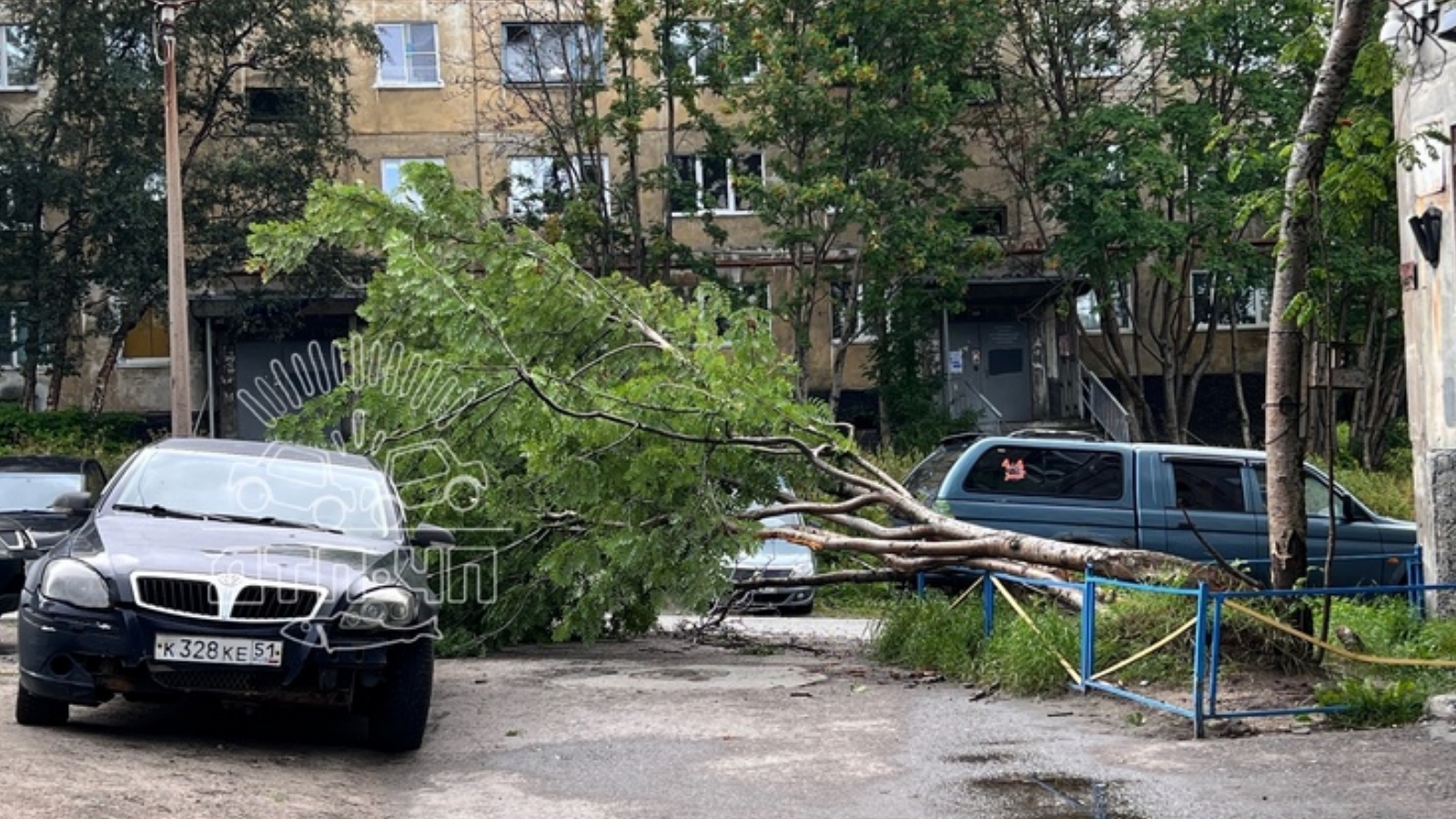 На парковку у дома в Мурманске упало дерево