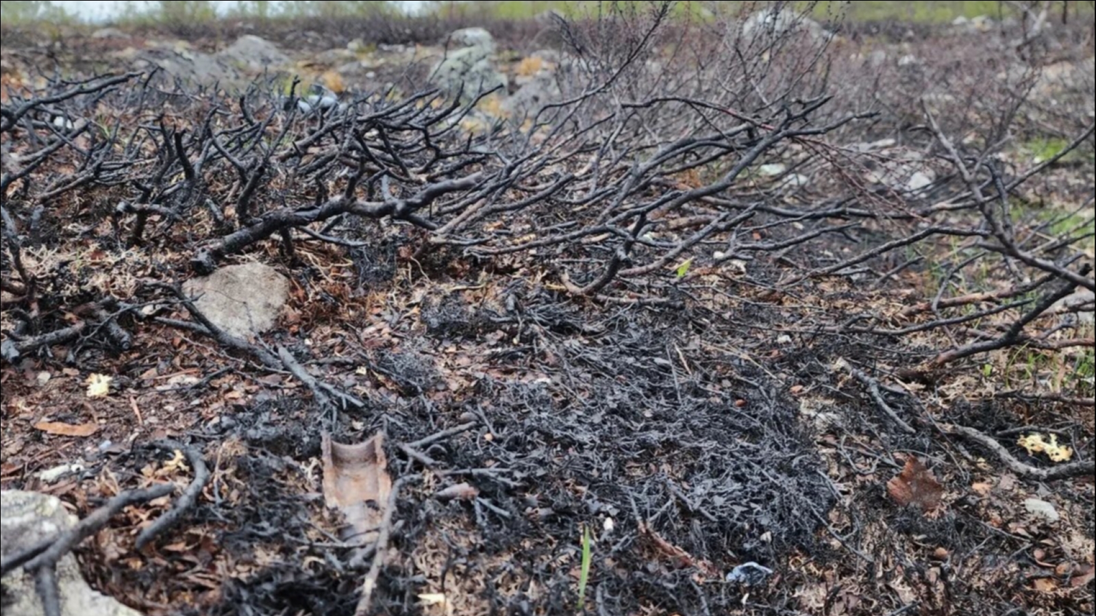 С начала пожароопасного сезона в лесах Заполярья потушен 71 пожар