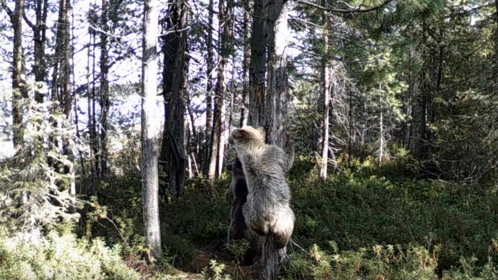 В Кандалакшском заповеднике возня медвежат попала на [видео]