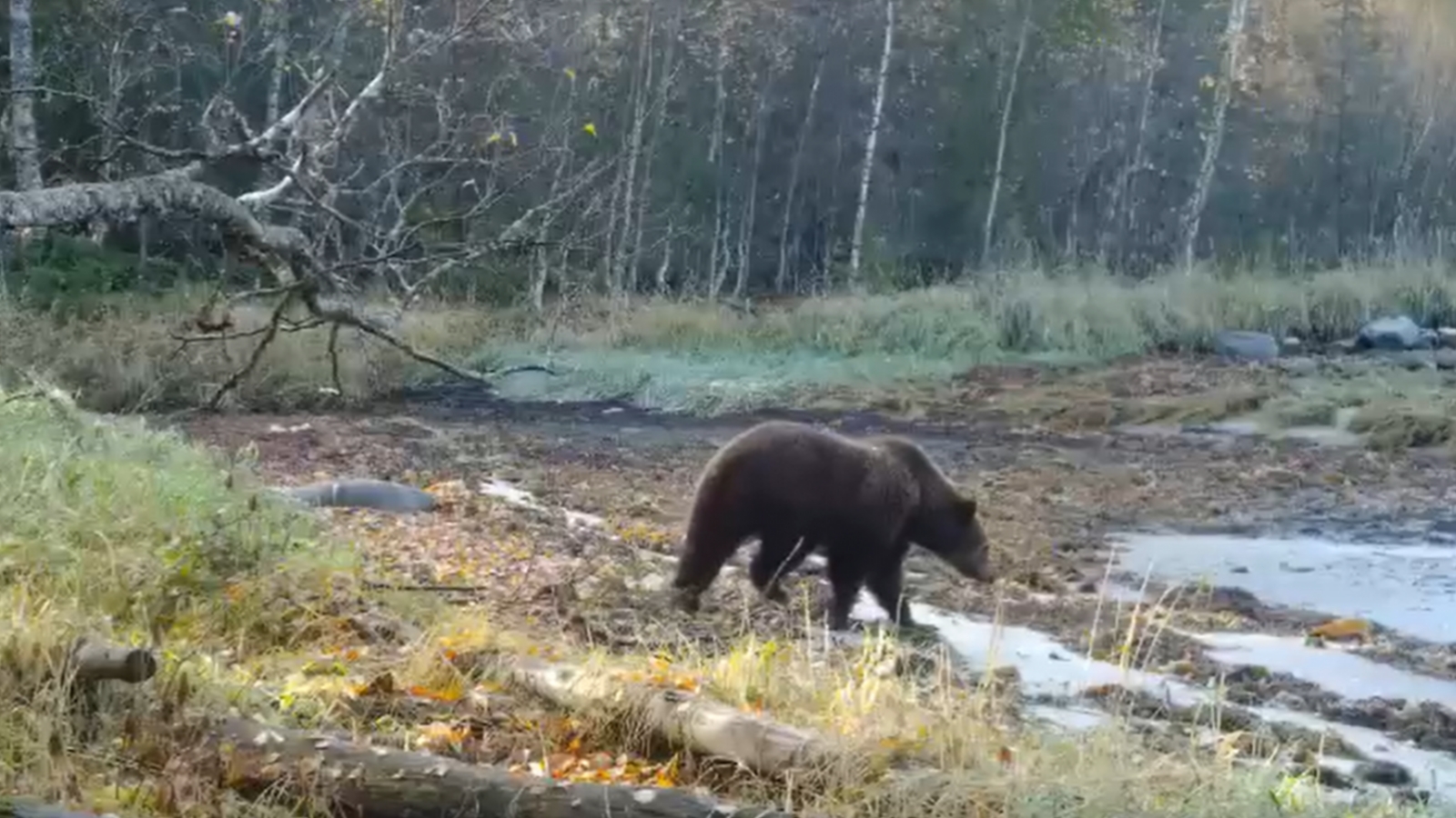 Прогуливающийся в Кандалакшском заповеднике медведь попал на [видео]
