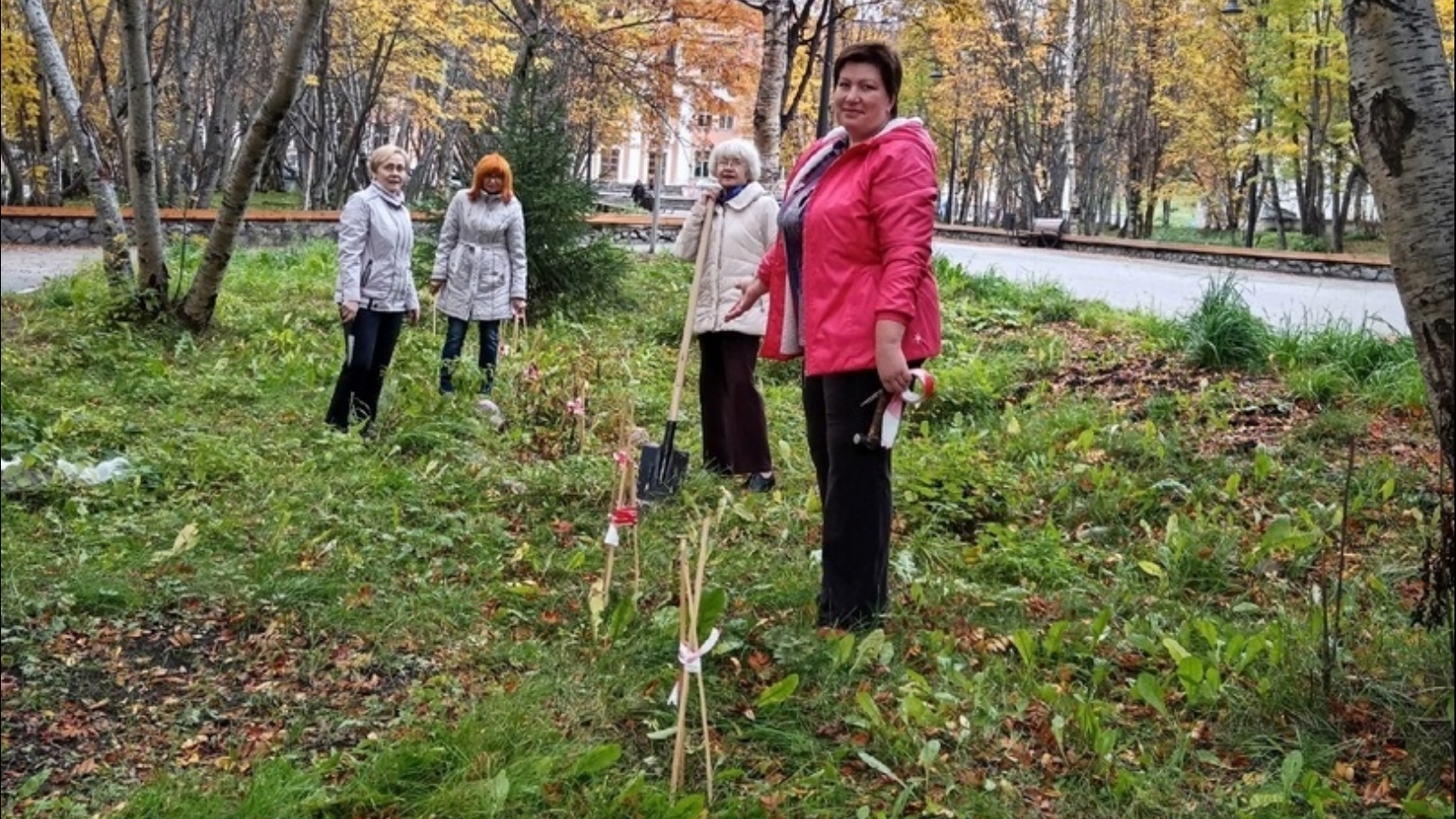 На улице Сафонова в Североморске посадили сосны