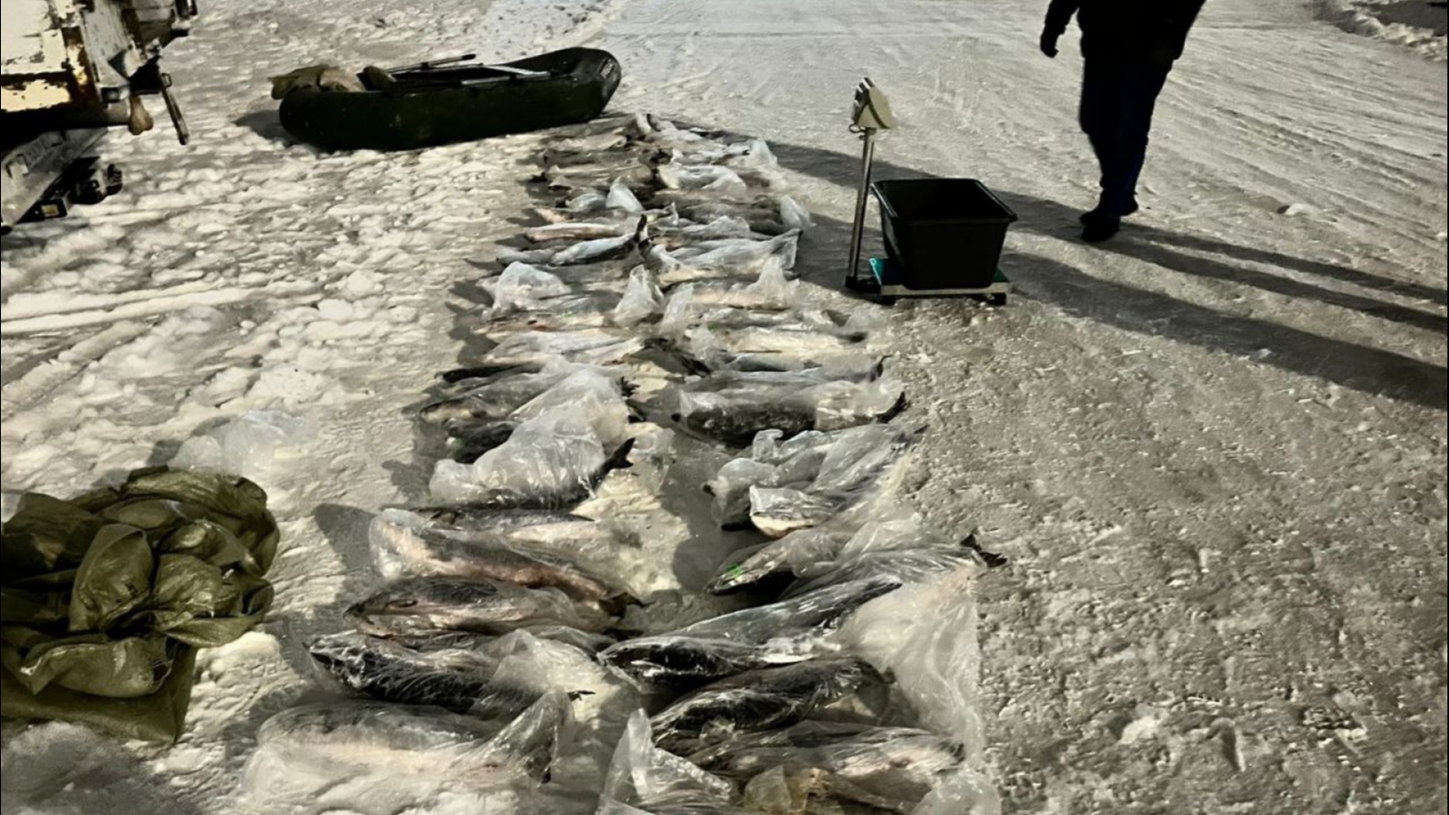 У браконьера в Кандалакше нашли три центнера лосося