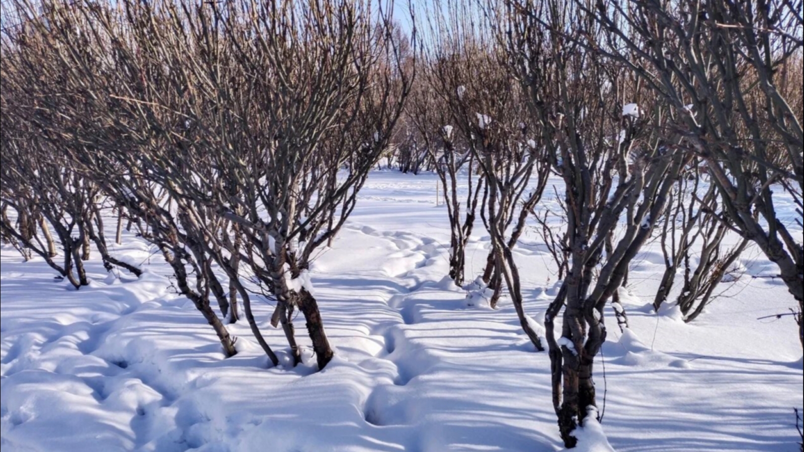 «Пасвик»: Мурманская область стоит на пороге «глубокой зимы»