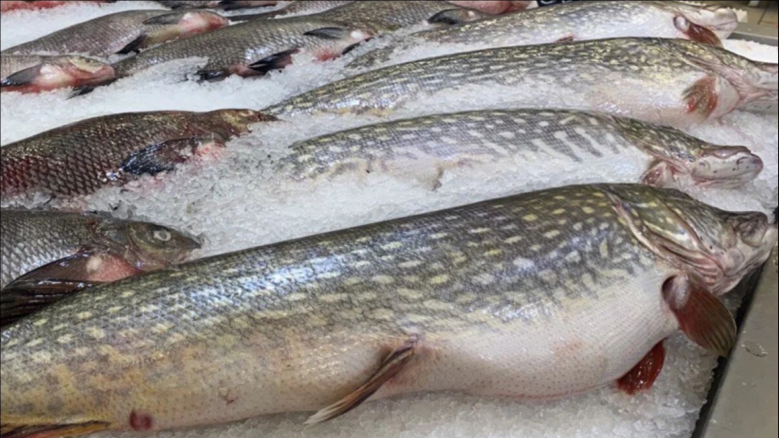 На Северном бассейне выловили 444 тысячи тонн рыбы
