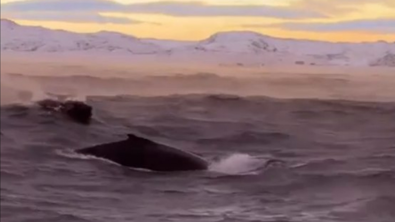 В Териберке туристы увидели кита [видео]