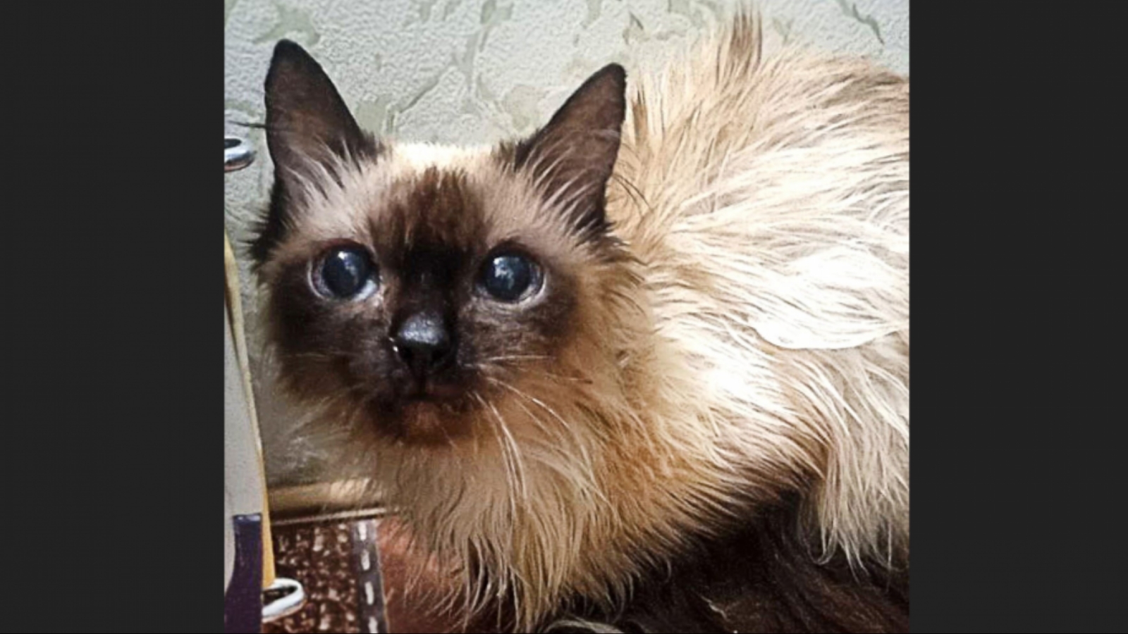 Кошки мурманчанина от голода поедают своих котят | 02.02.2024 | Мурманск -  БезФормата