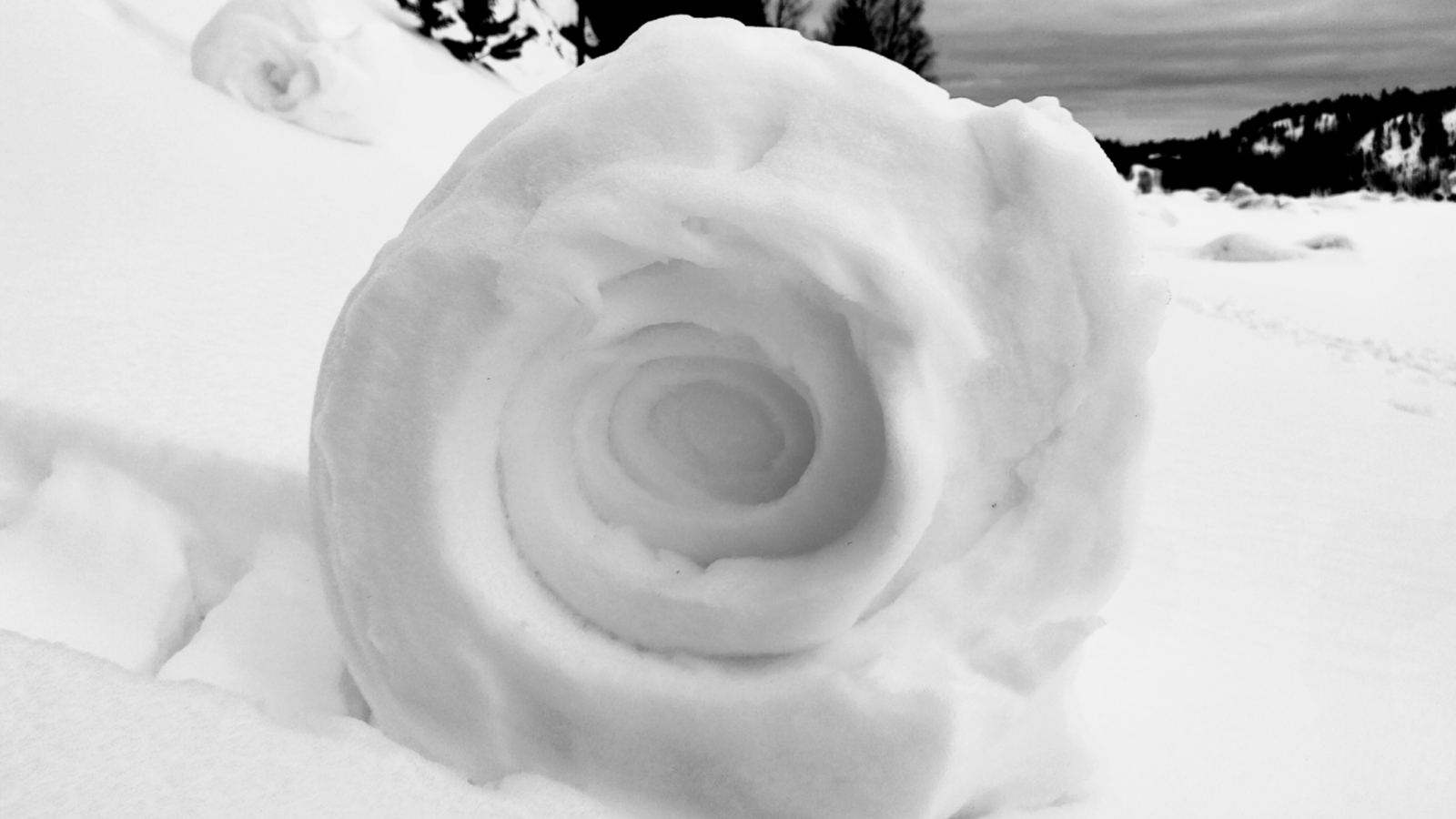 Жительница Мурманской области сфотографировала «снежную розу»