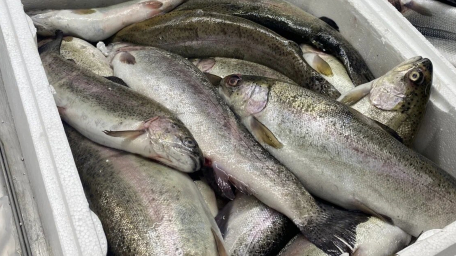 В Мурманской области изъяли из оборота 34 кг рыбной продукции