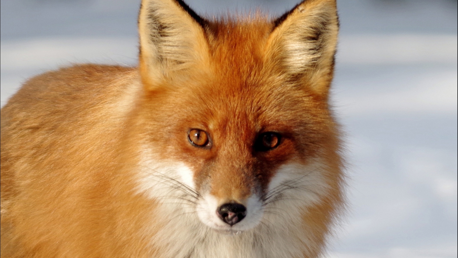 Весна: Заполярные лисы ранят носы