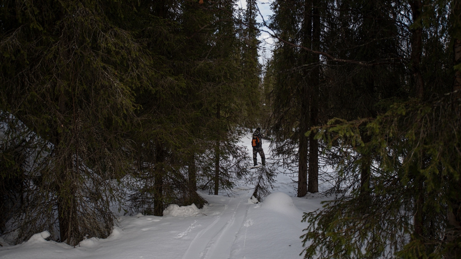 Сотрудники Лапландского заповедника на лыжах подсчитали следы животных