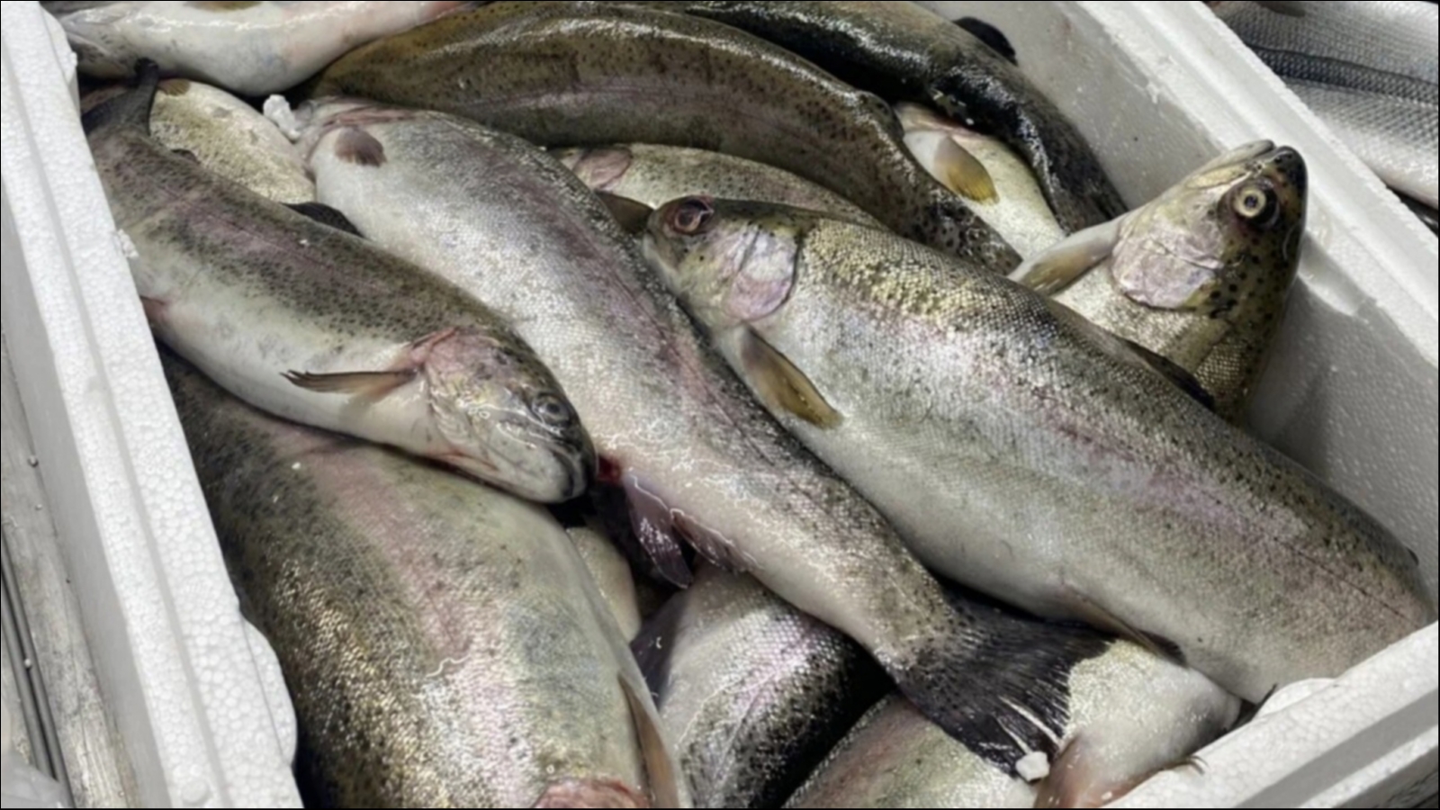 Объёмы добычи рыбы в Северном бассейне выросли на 11%