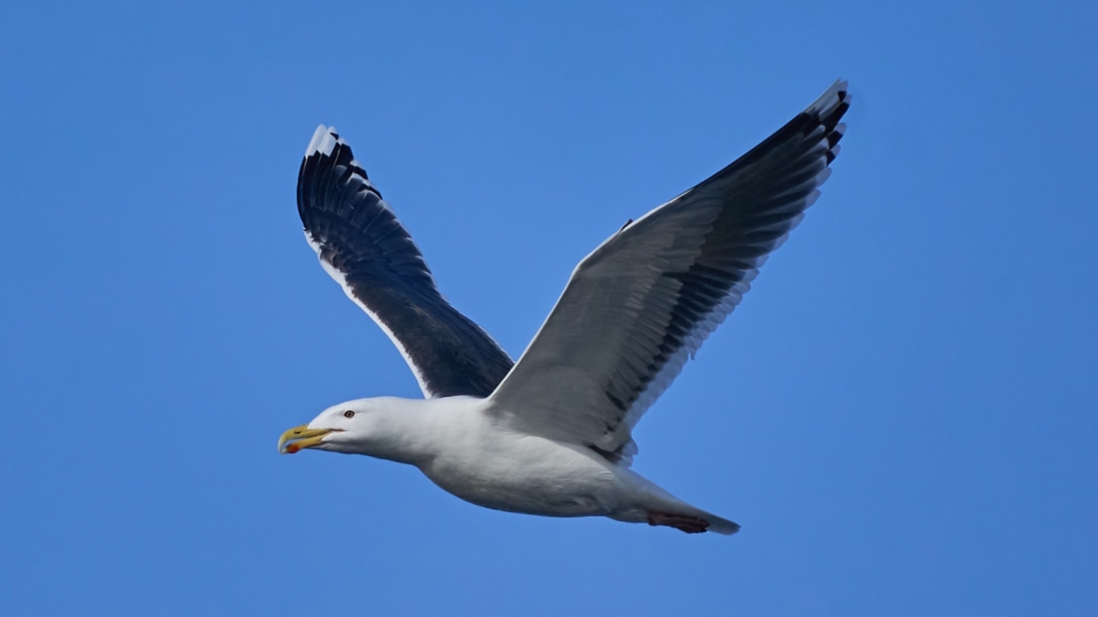 Орнитолог: Мурманские чайки никуда не возвращались