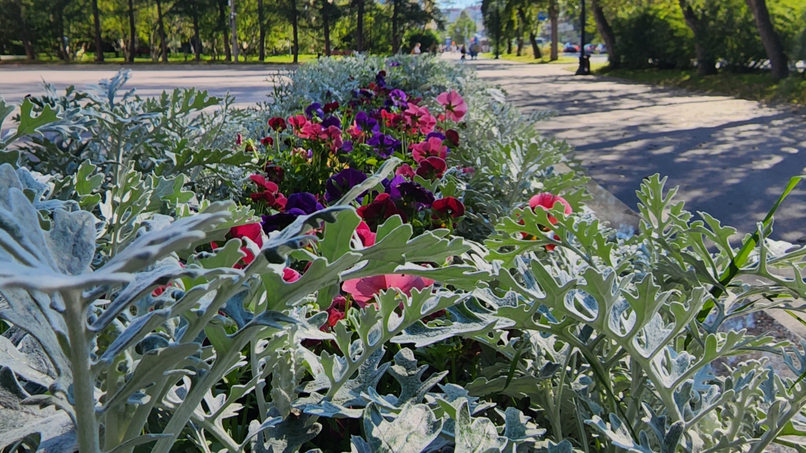 Более 112 тысяч цветов высадят в Мурманске летом
