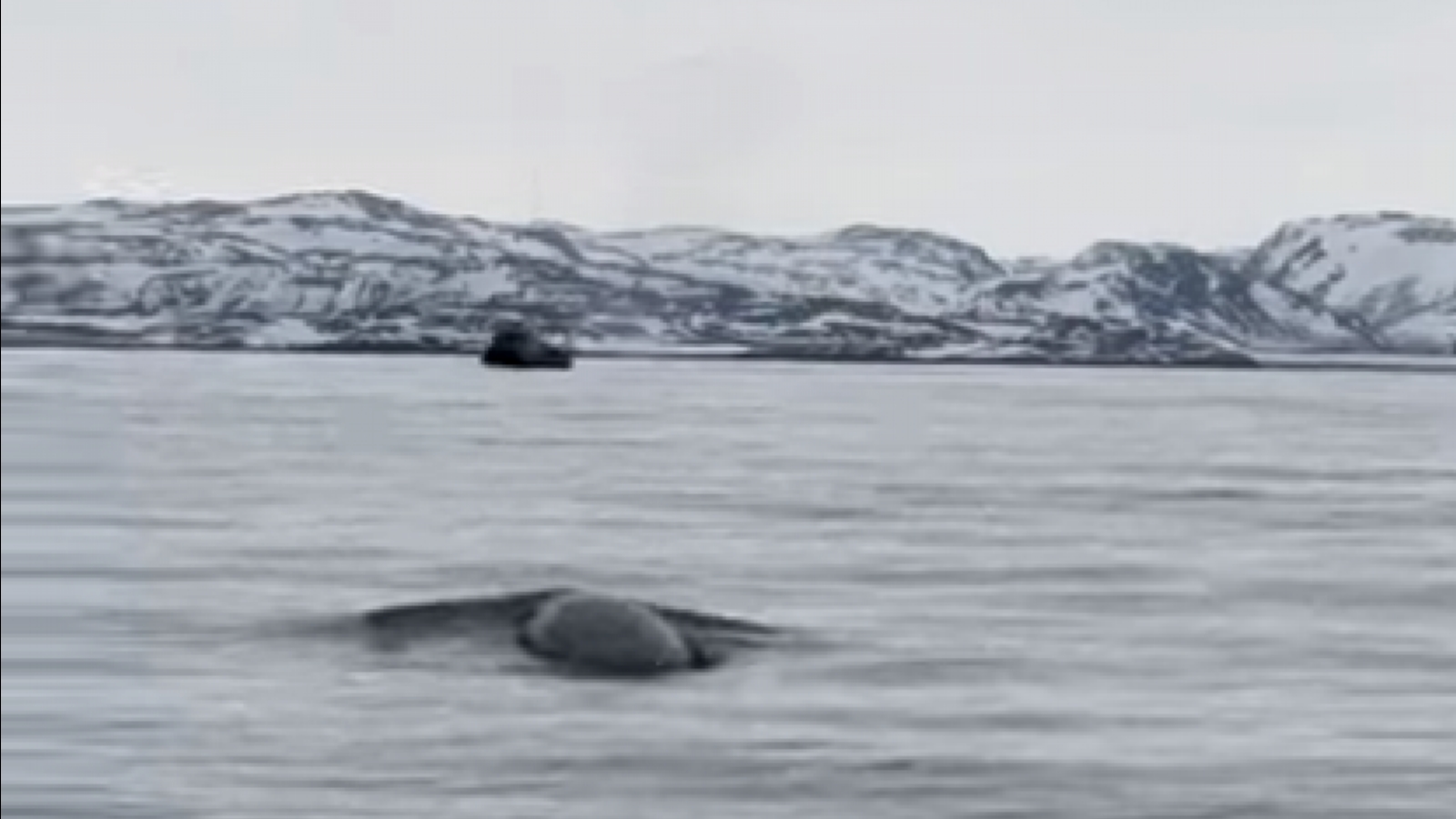 Китовый сезон в Териберке продолжается [видео]