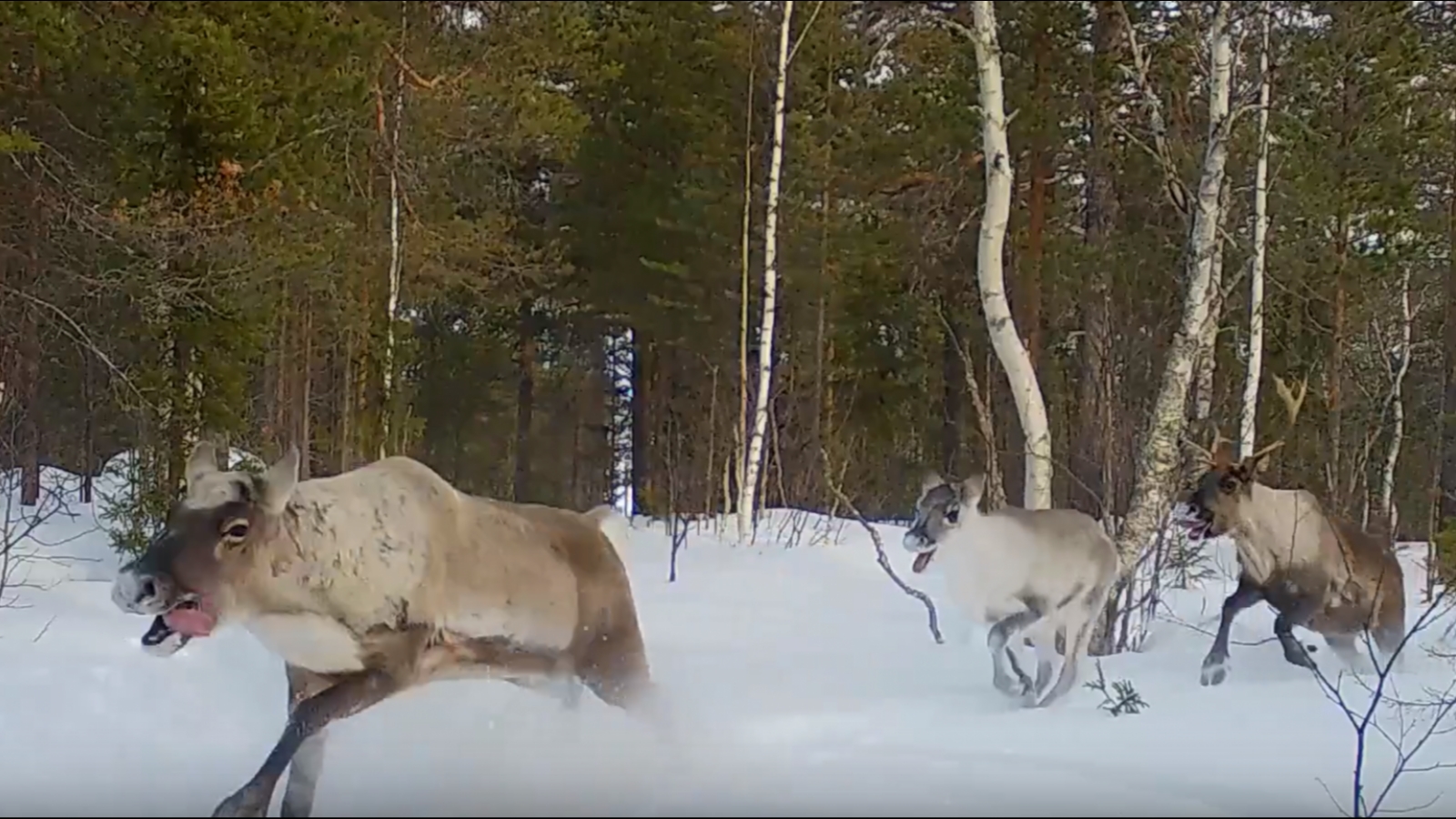 Лапландский заповедник: Как охлаждаются олени [видео]