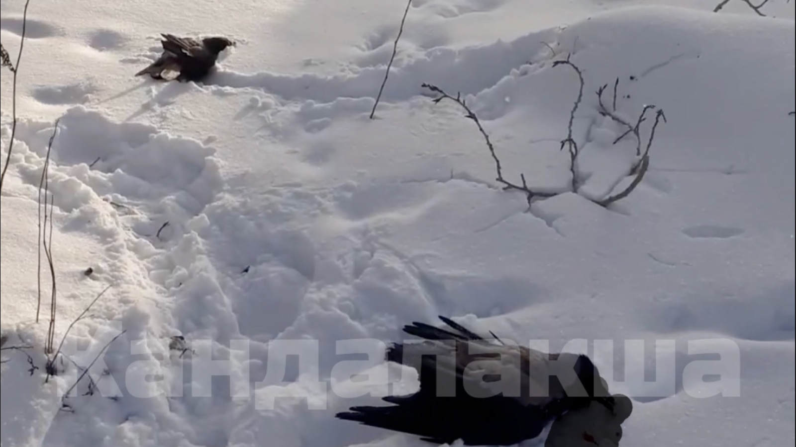 На улице в Кандалакше обнаружили пять мёртвых ворон