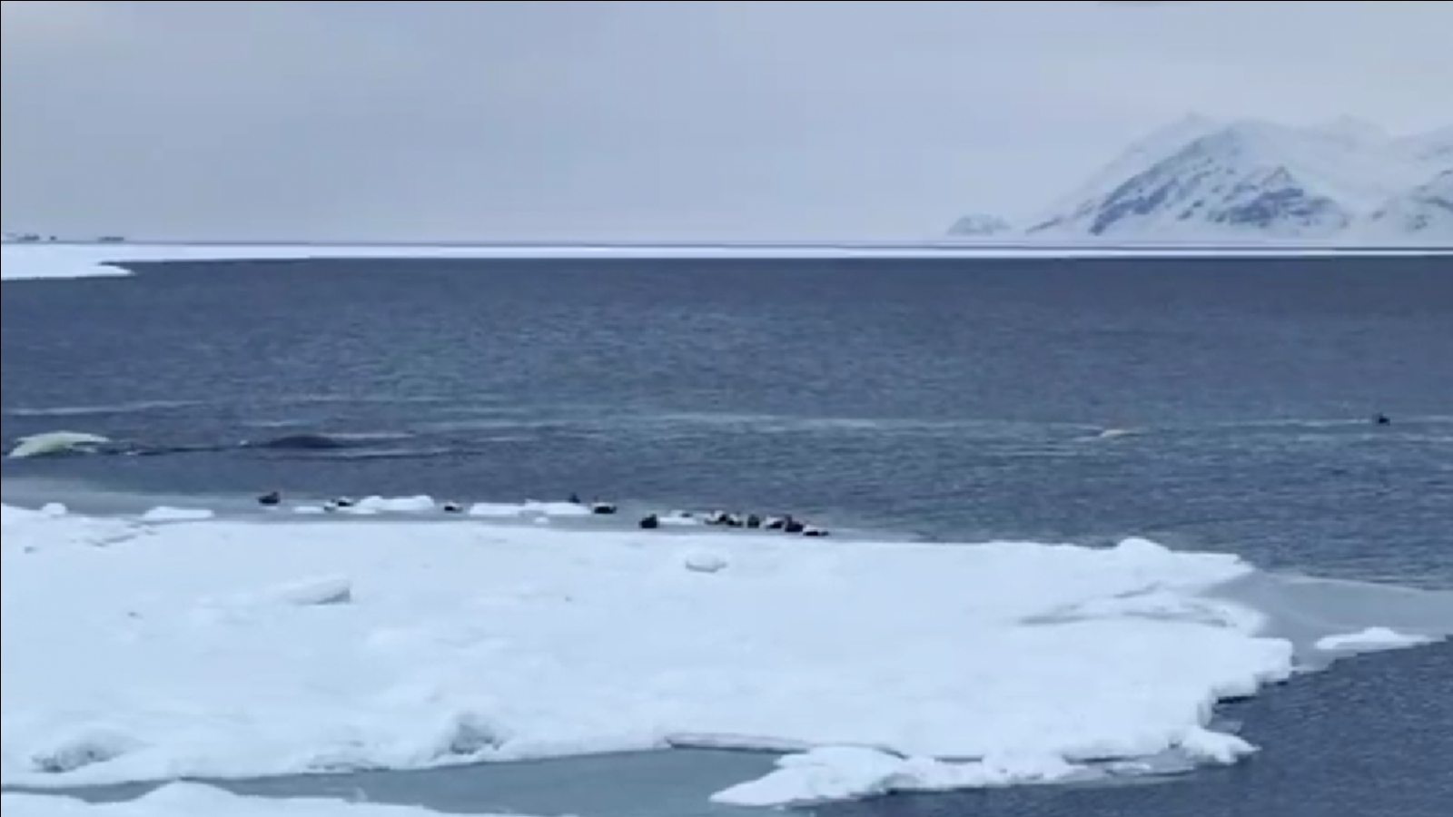 Териберские киты выбрали новое место кормления [видео]