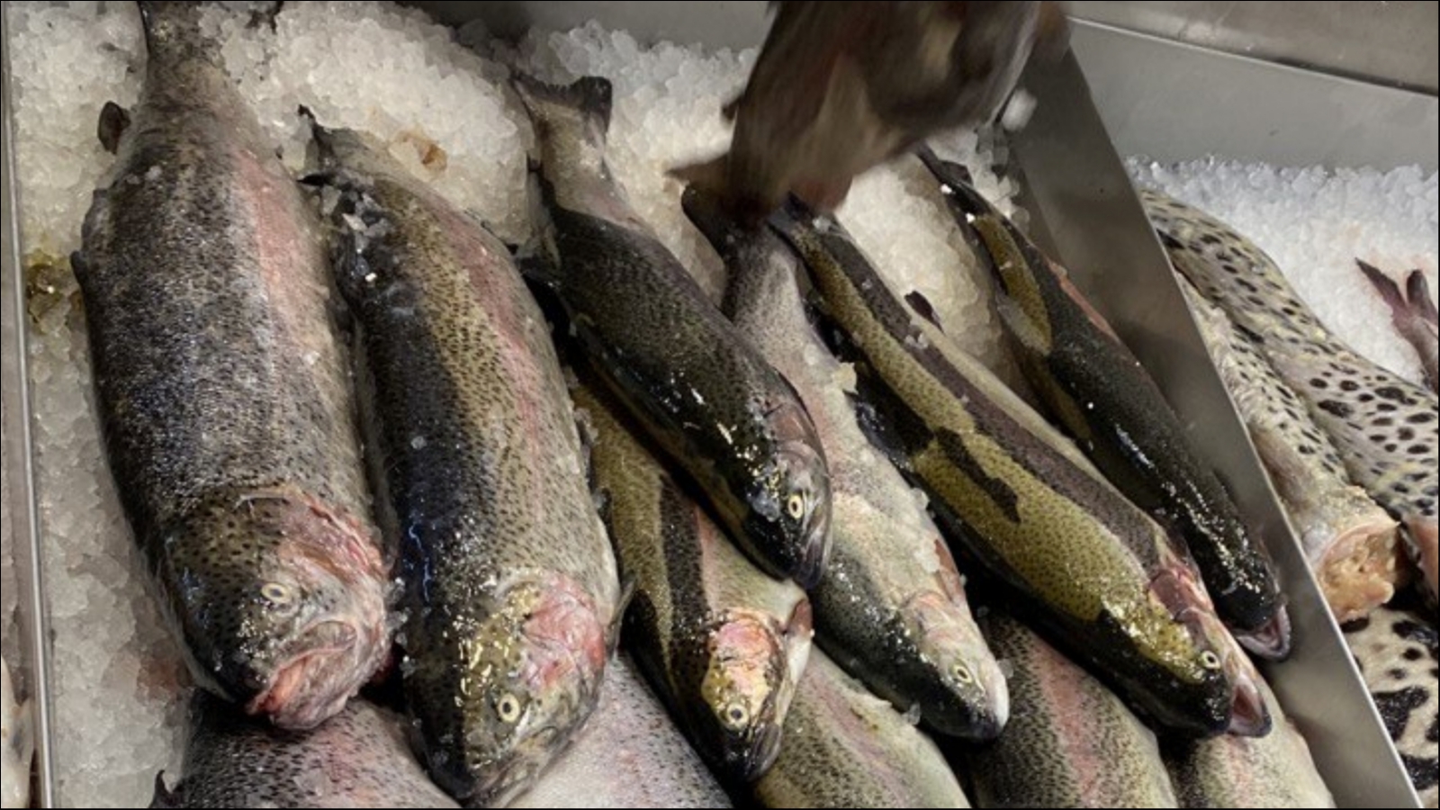 Мурманчанку будут судить за махинации с рыбой на 13 млн