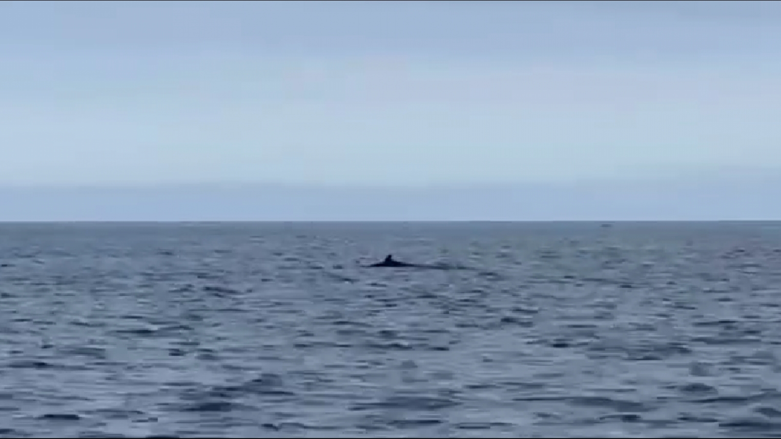 У Териберки видели кита-скромнягу [видео]