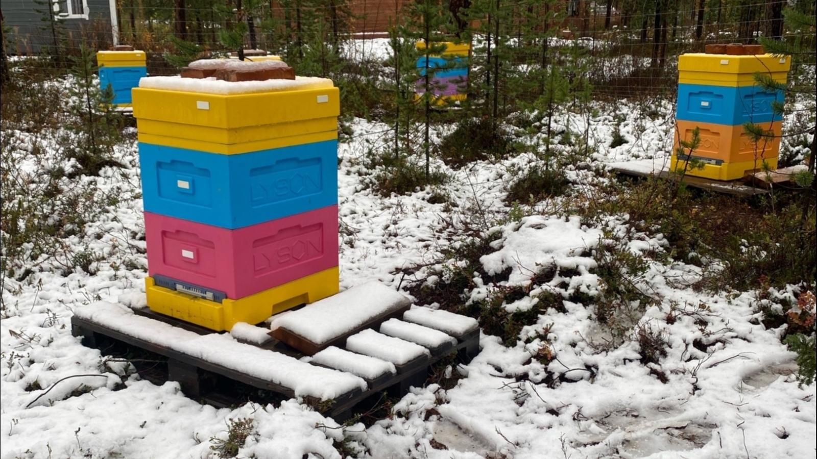 Владелец пасеки в Лопарской: Пчёлы нормально переносят полярную ночь