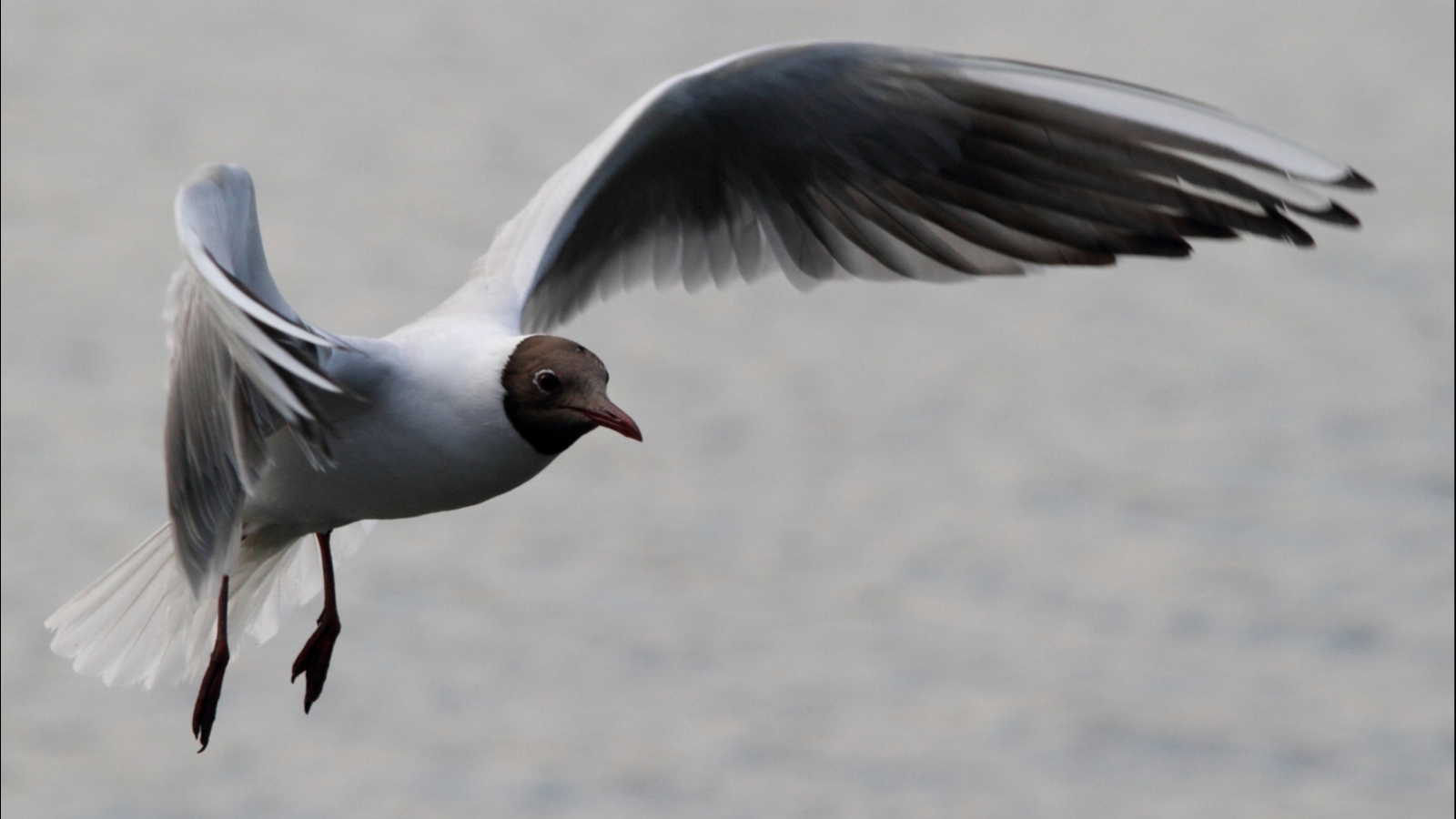 Сизые и озёрные чайки вернулись в Кандалакшский залив