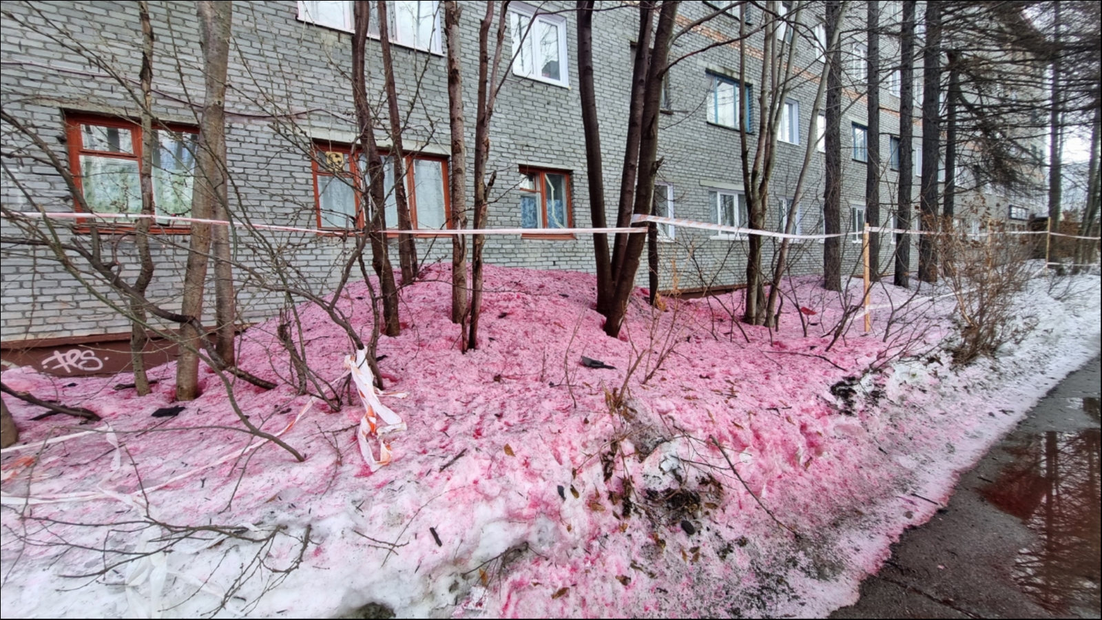 В Апатитах обнаружен розовый снег